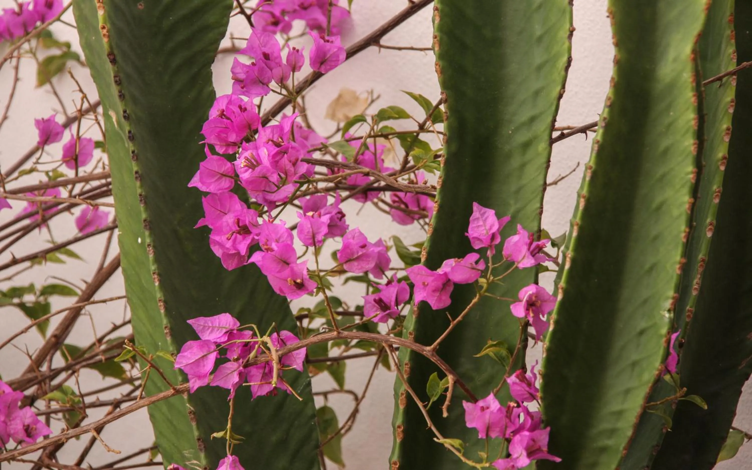 Decorative detail in Room Tarifa