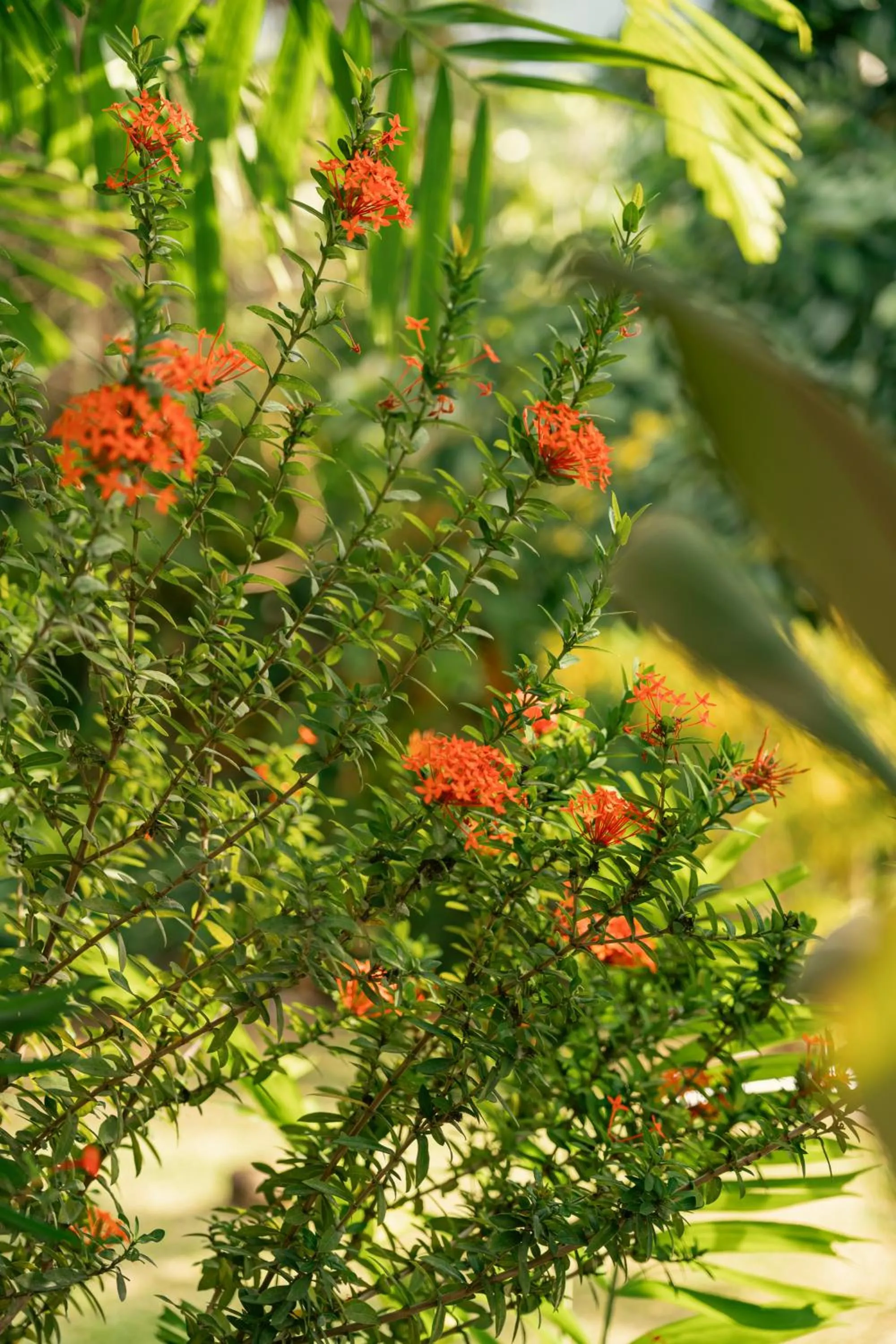 Beau Vallon Bungalows