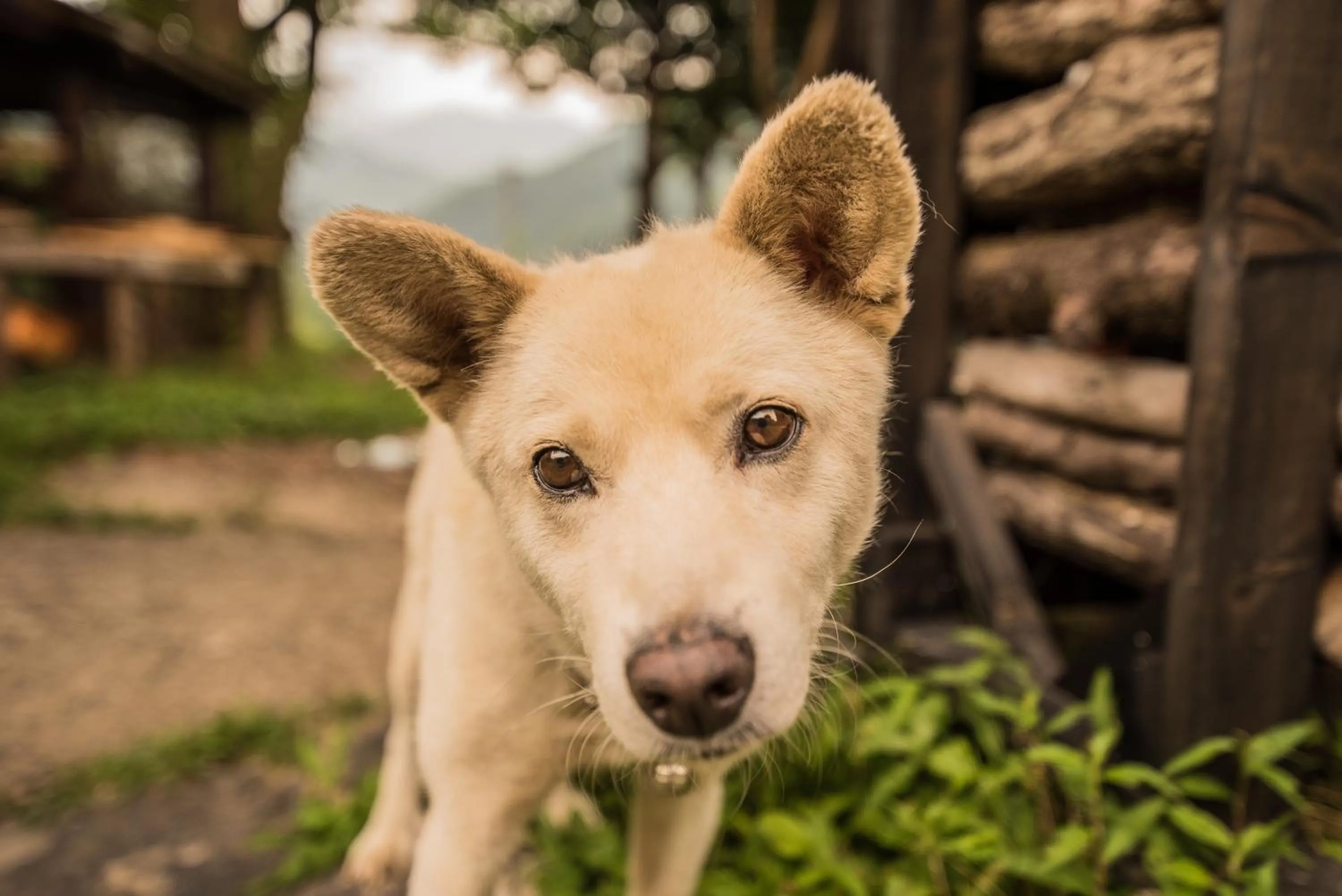 Pets in Hostel Yui-an
