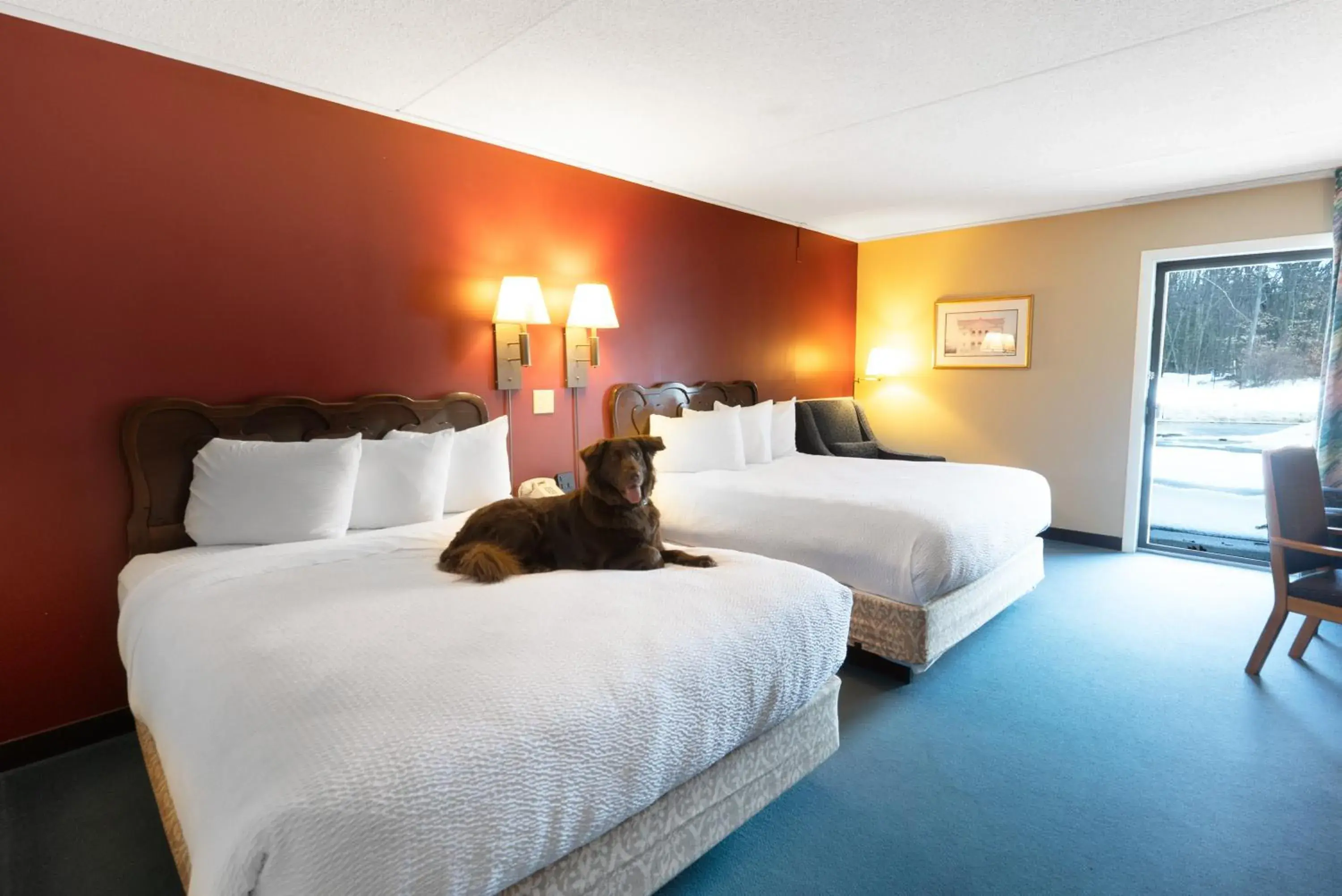 pet friendly, Bed in Fireside Inn & Suites Gilford pet friendly, Bed in Fireside Inn & Suites Gilford