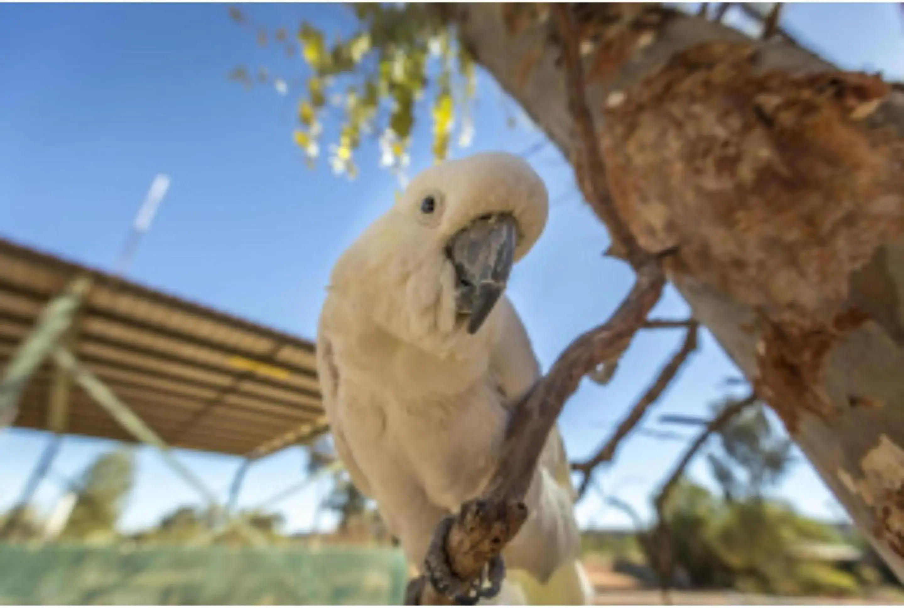 Animals in Discovery Resorts - Kings Canyon Animals in Discovery Resorts - Kings Canyon