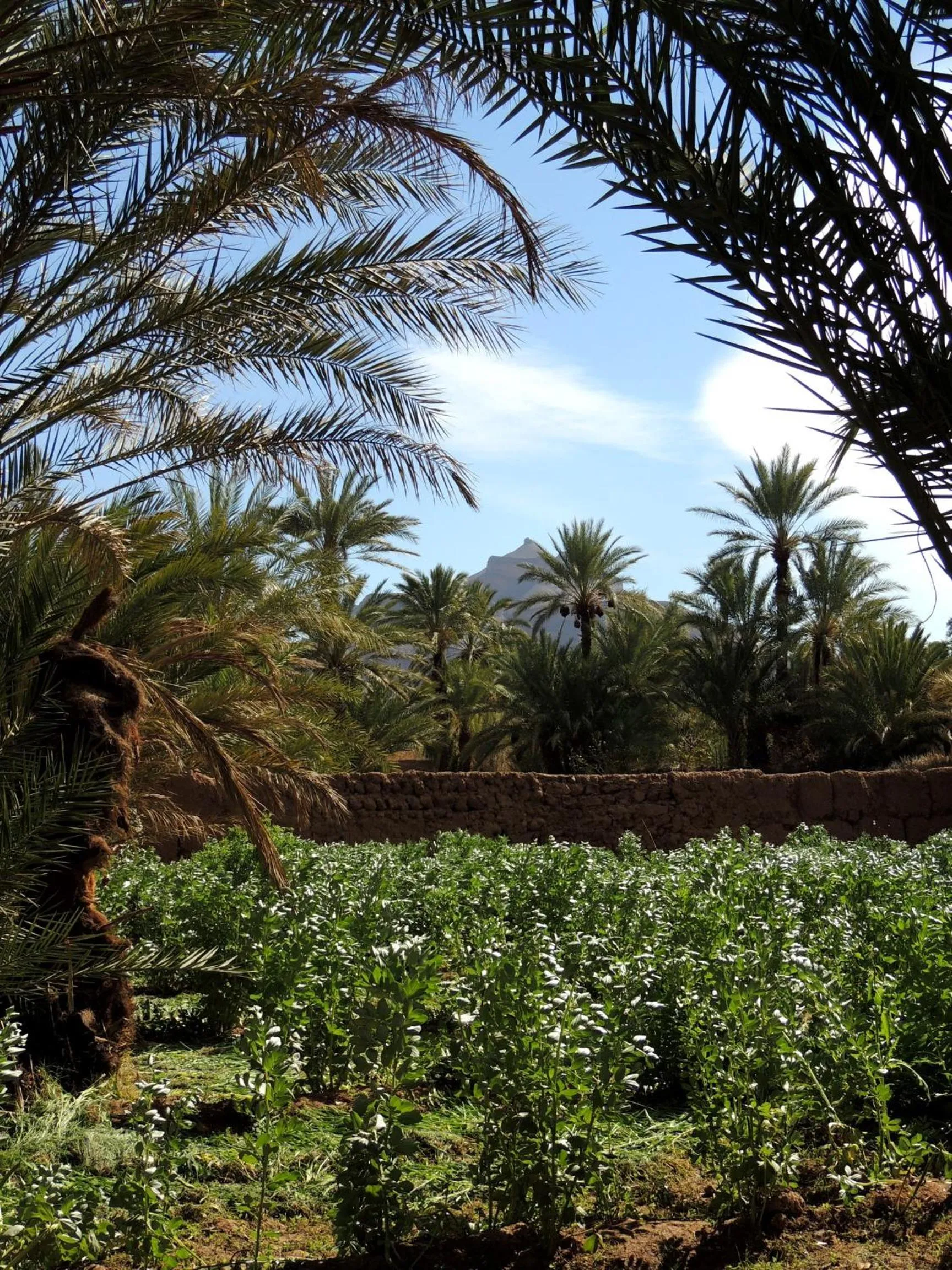 Off site in Dar Qamar