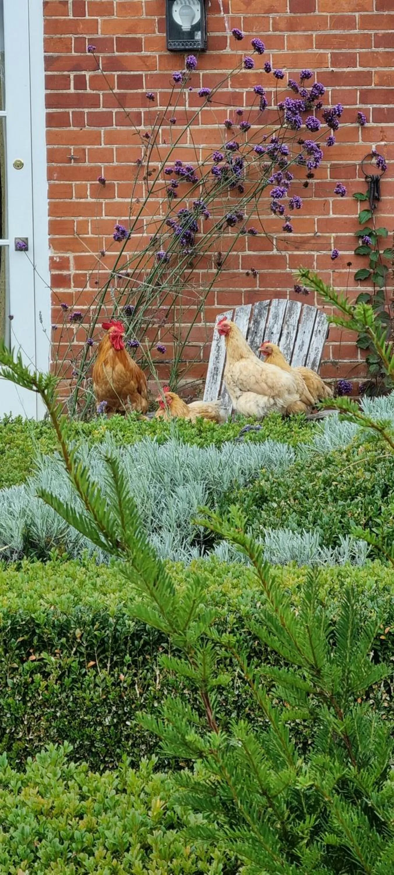 Garden in Dairy Cottage Luxury B&B