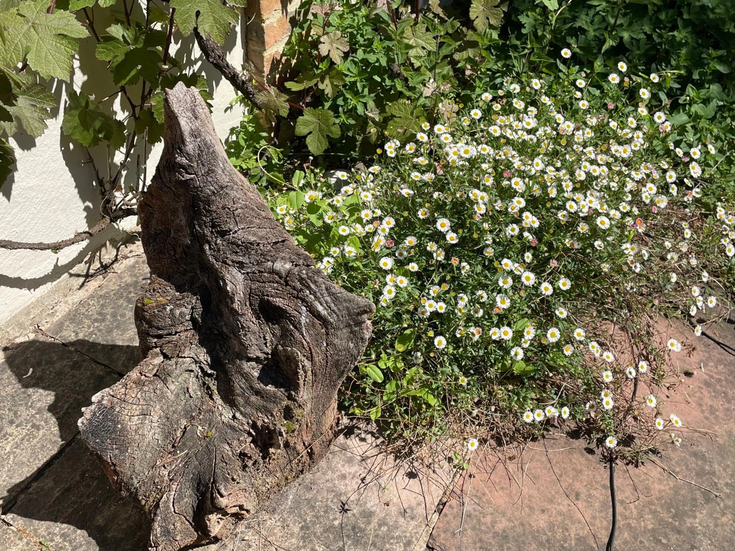 Garden in Dairy Cottage Luxury B&B