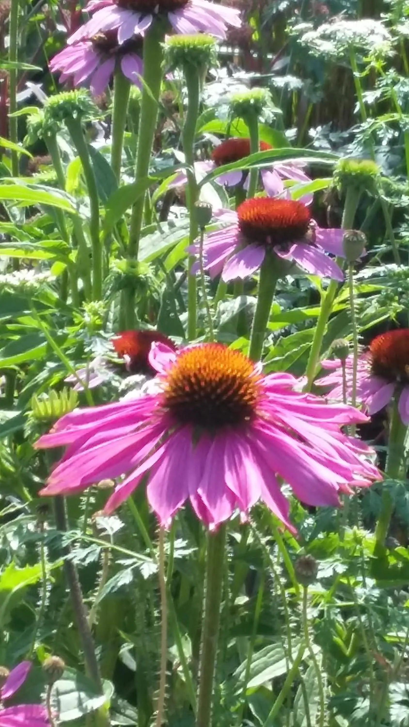 Garden in Dairy Cottage Luxury B&B