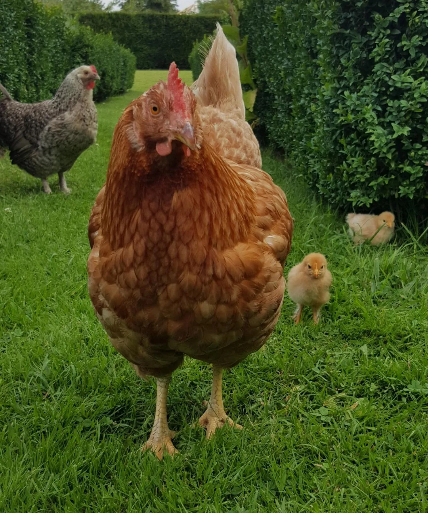 Animals in Dairy Cottage Luxury B&B