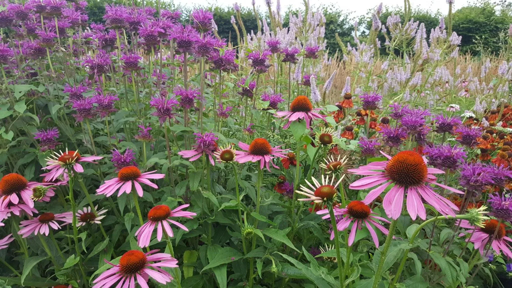 Garden in Dairy Cottage Luxury B&B