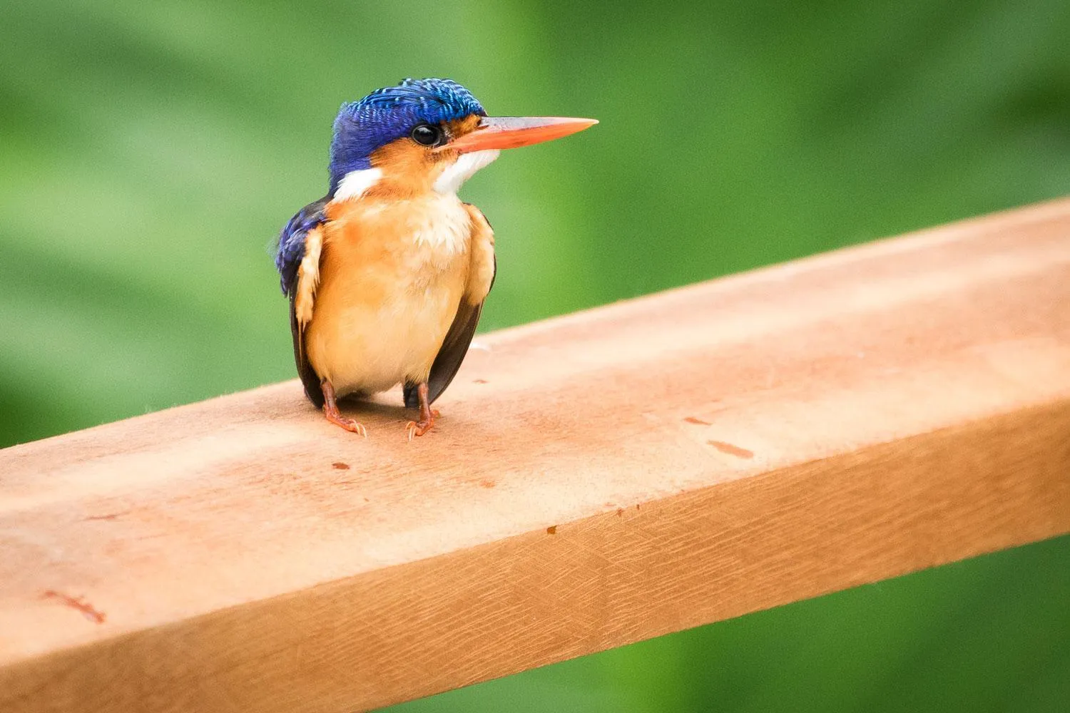 Natural landscape in Sundy Praia - Principe Collection