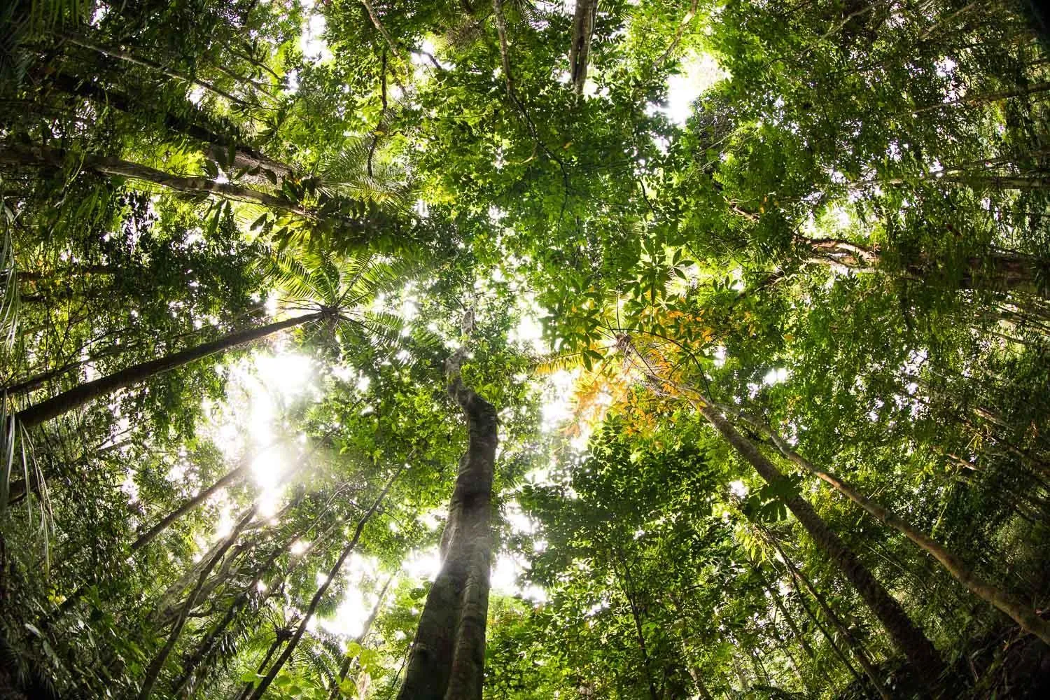 Natural landscape in Sundy Praia - Principe Collection