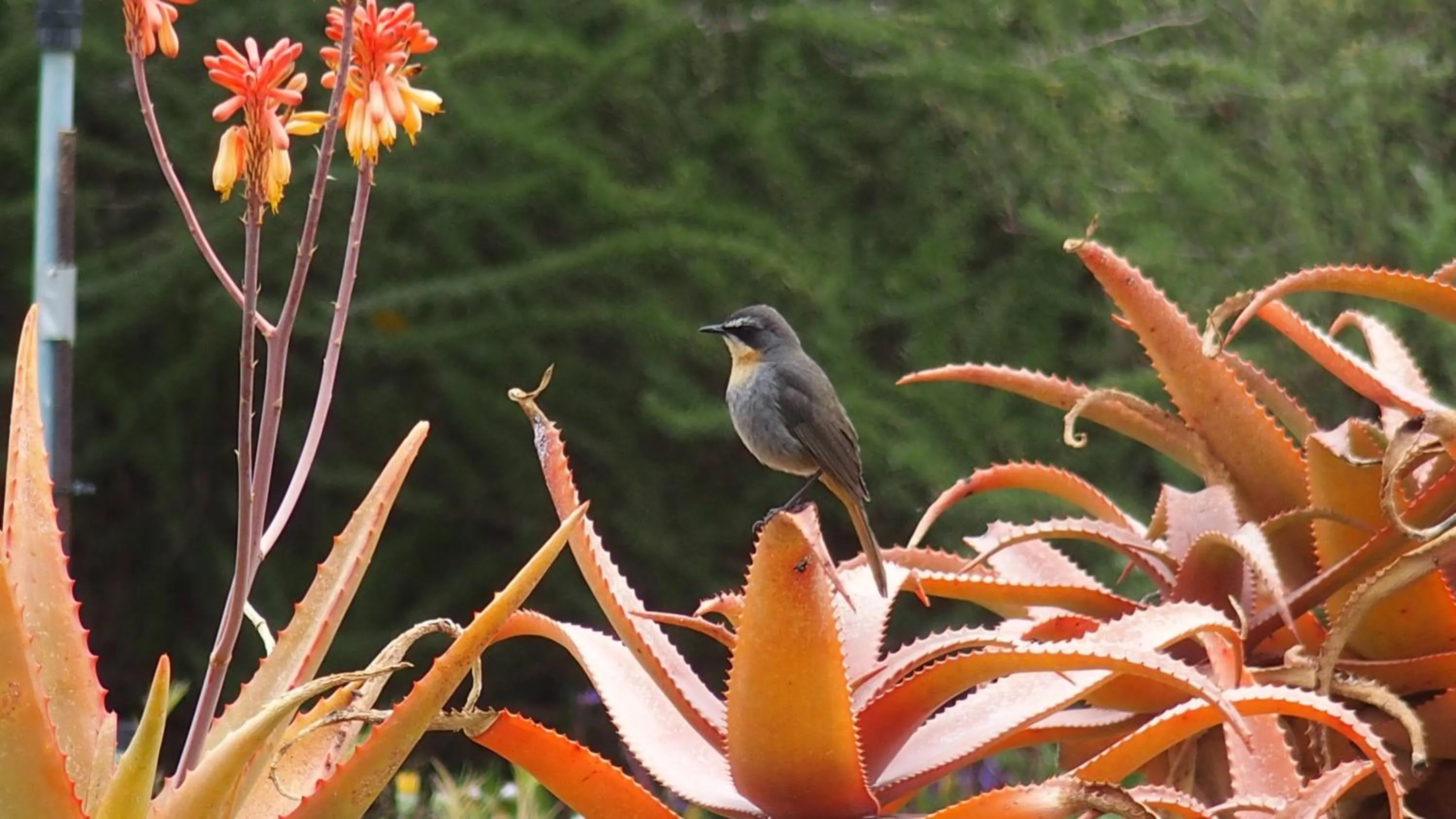 Garden in Wind-Rose Guest House