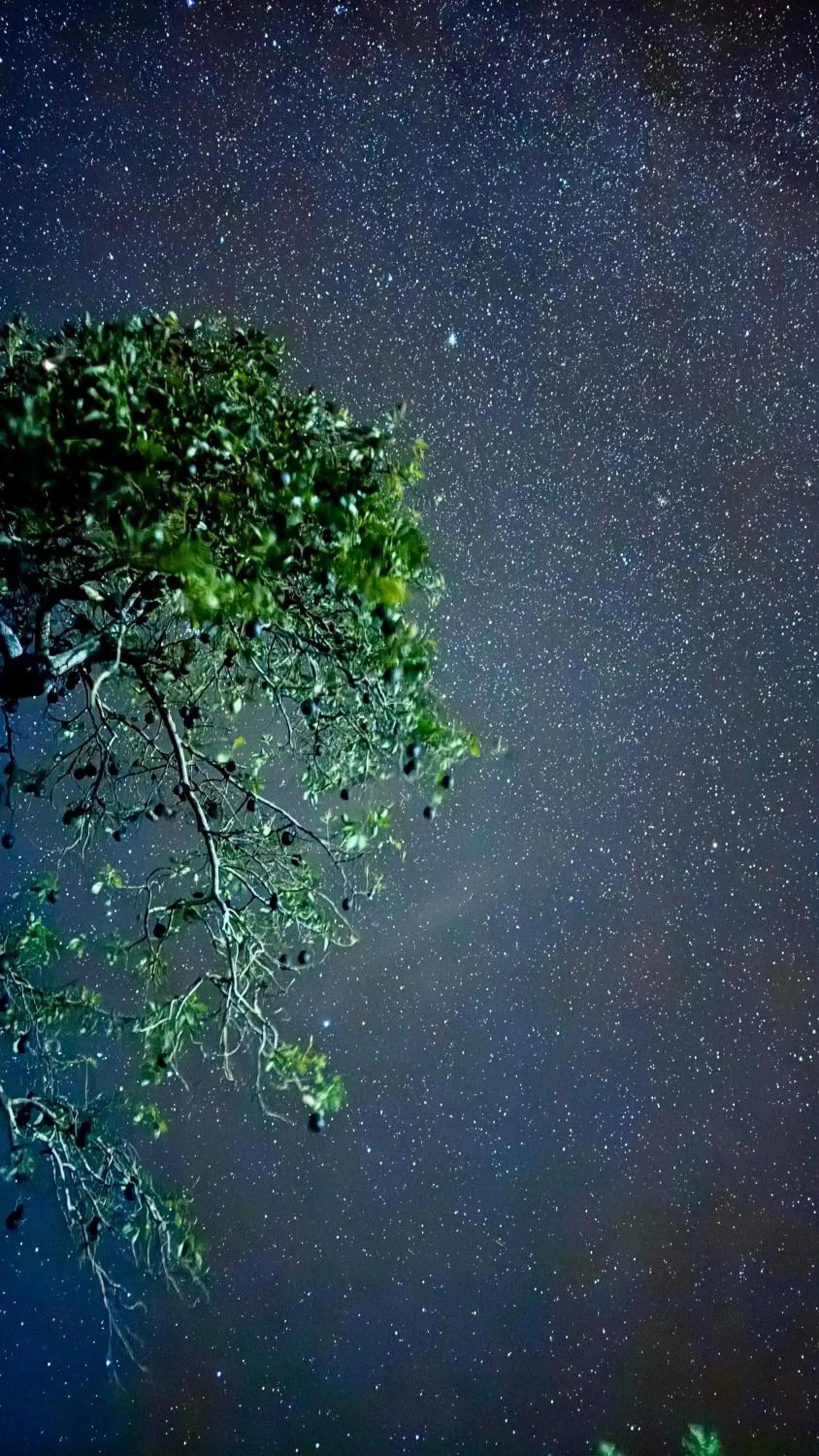 Night in Coffee Garden