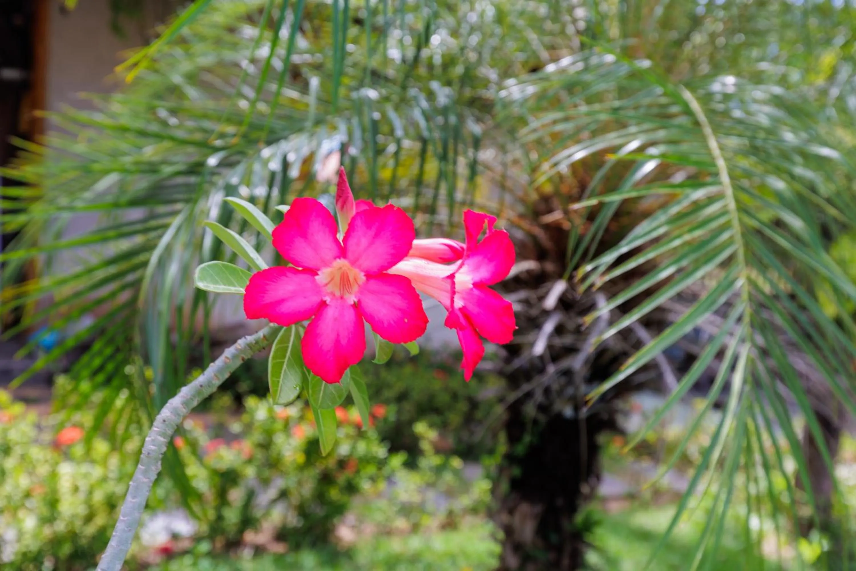 Xainã Pousada de Charme