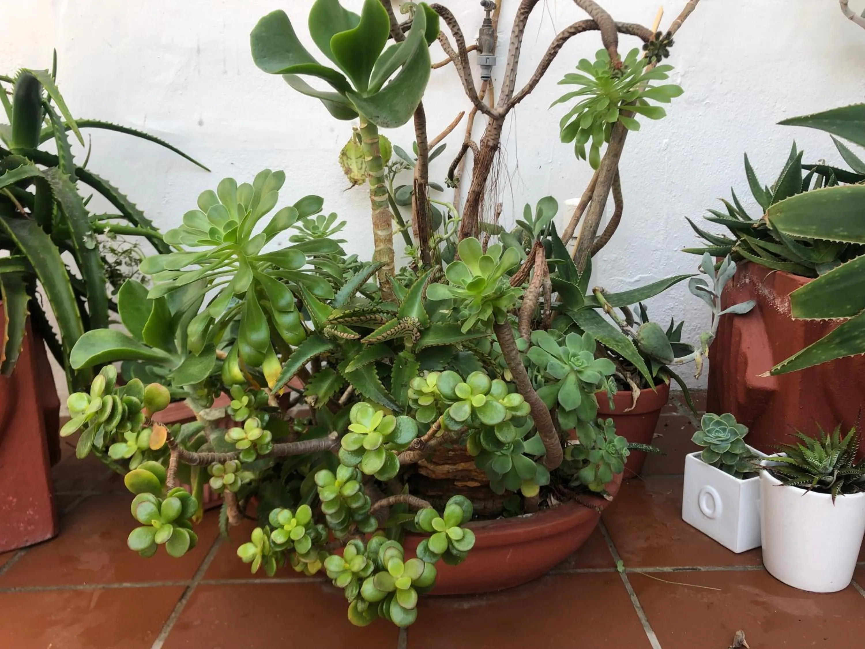 Inner courtyard view in BlueSky Arniston Guest House