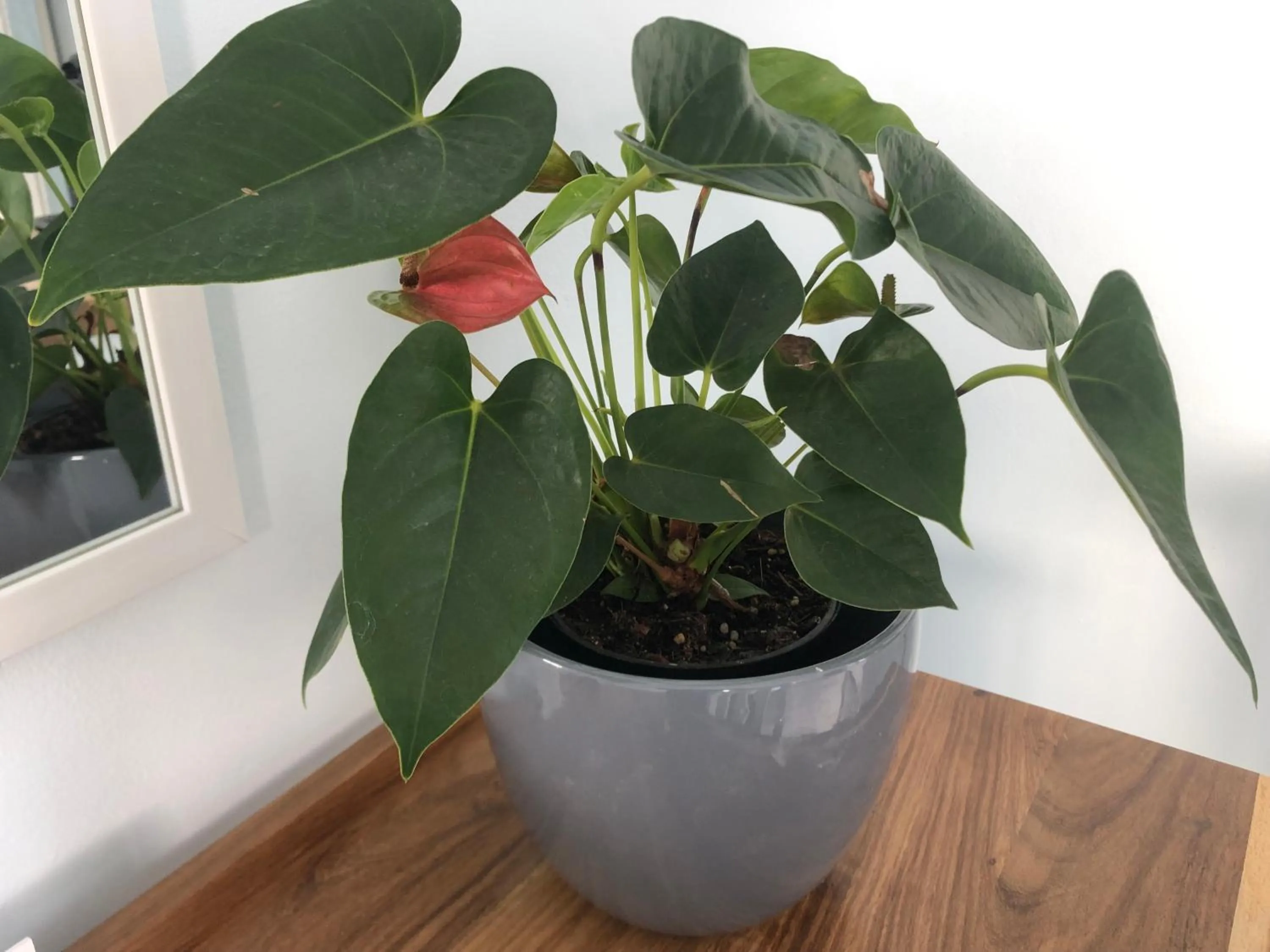 Decorative detail in BlueSky Arniston Guest House