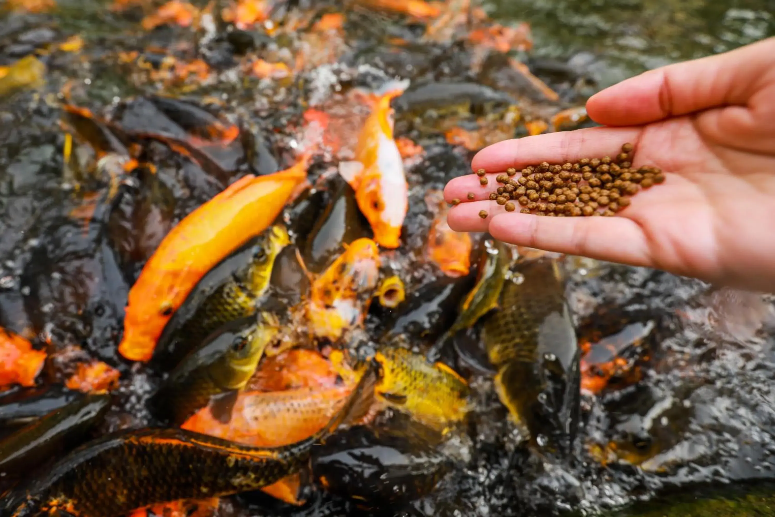Garden view in Bangi Resort Hotel Garden view in Bangi Resort Hotel