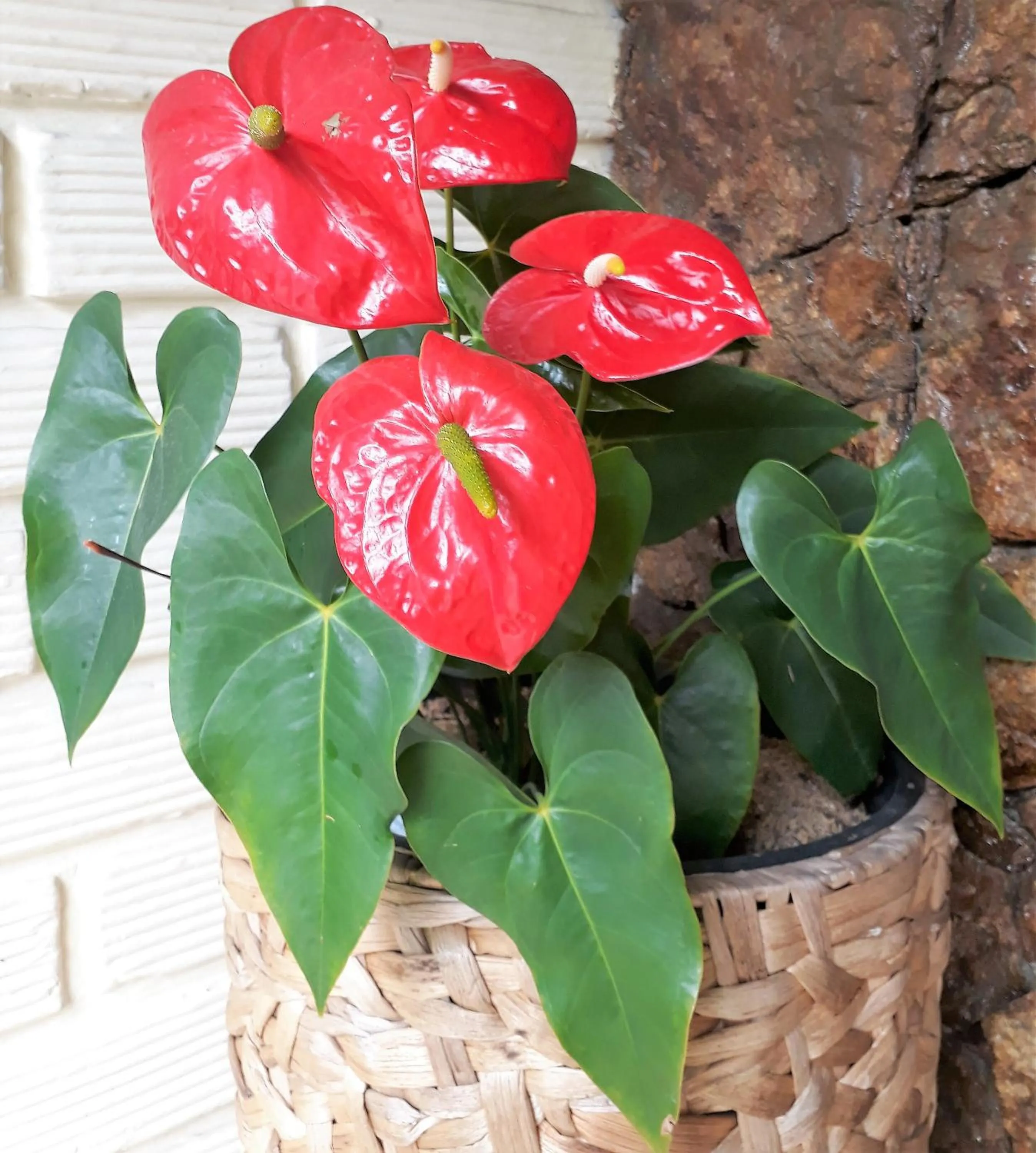 Other in Hotel Poblado Campestre