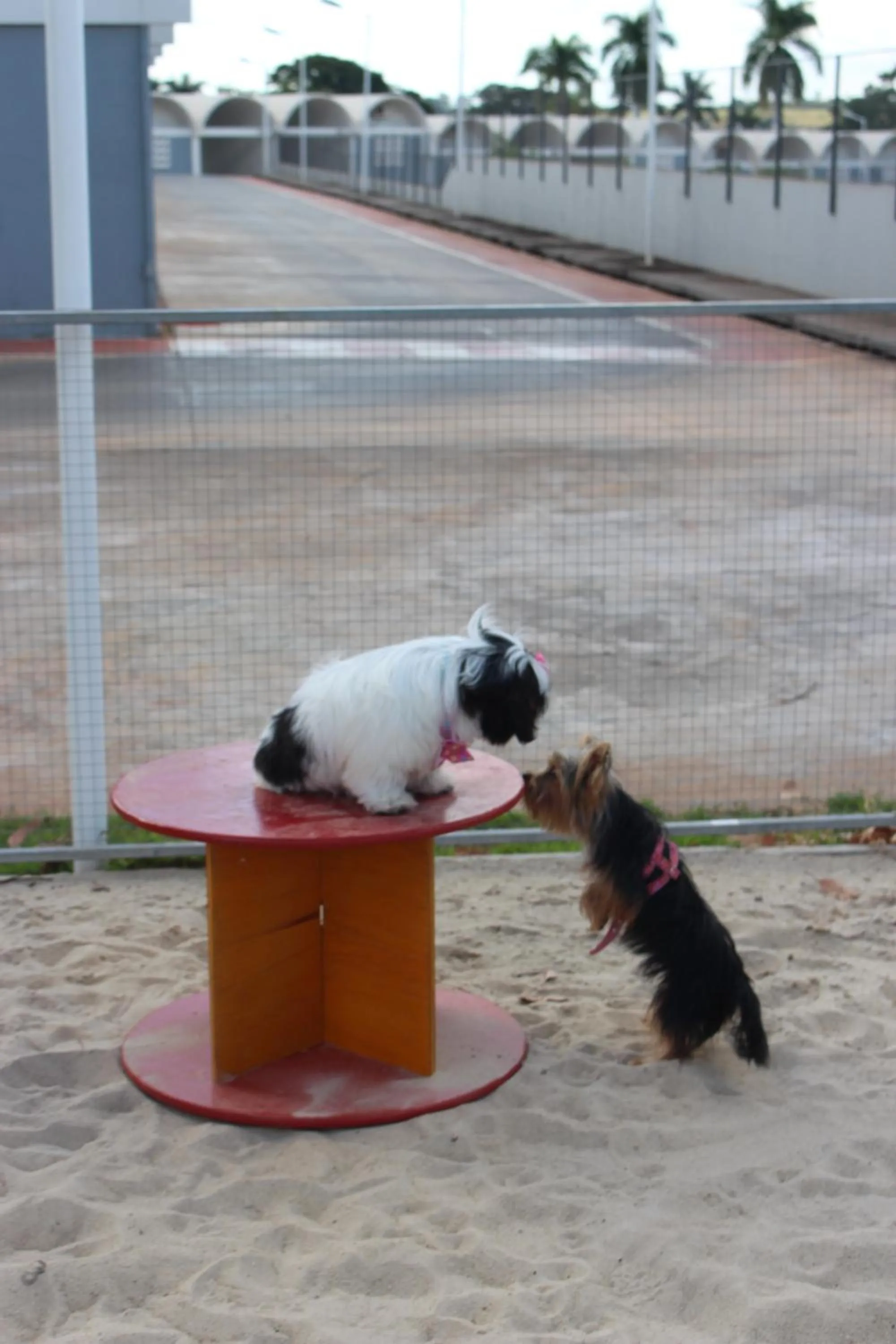 Pets in ibis Styles Rio Preto Monte Libano