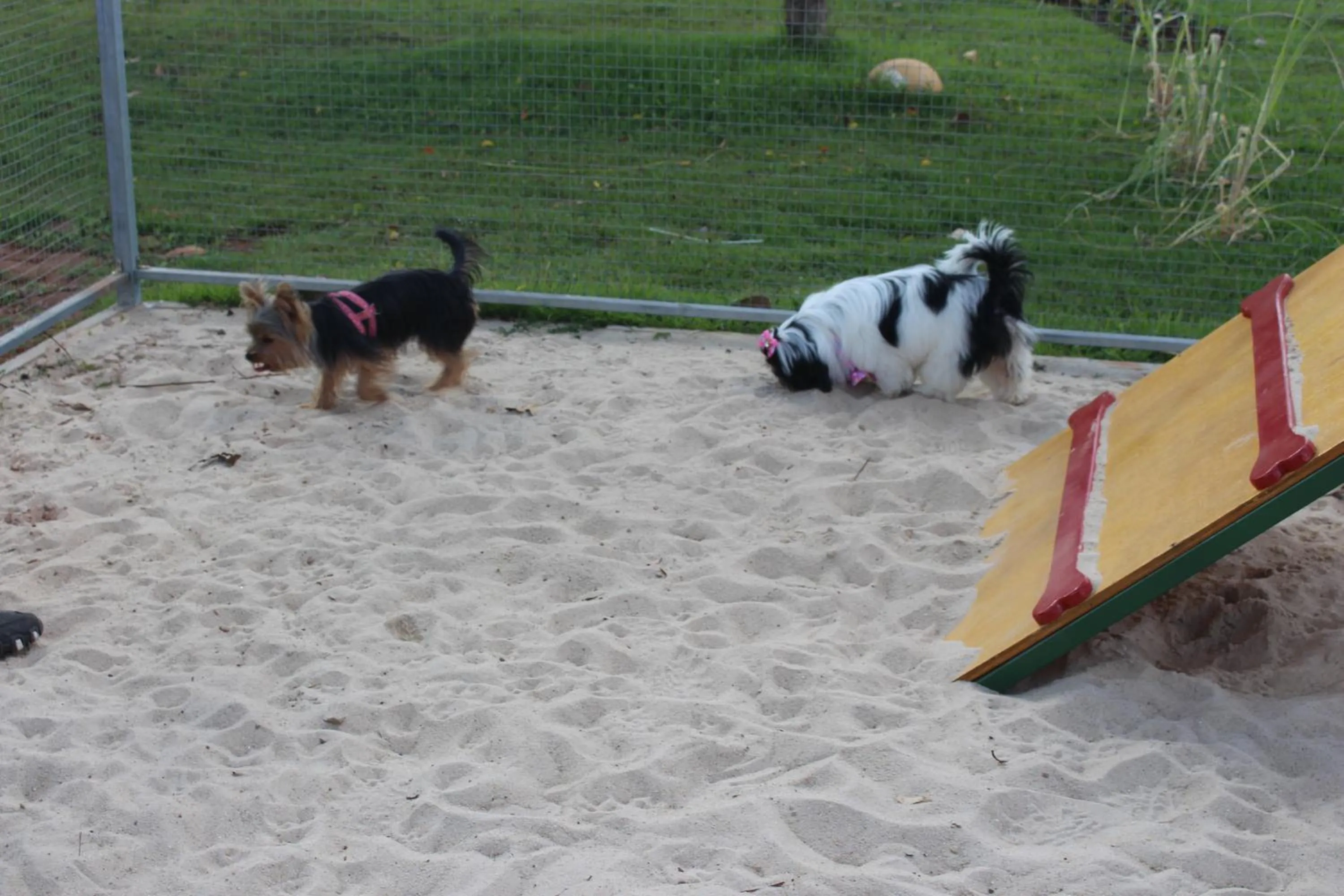 Pets in ibis Styles Rio Preto Monte Libano