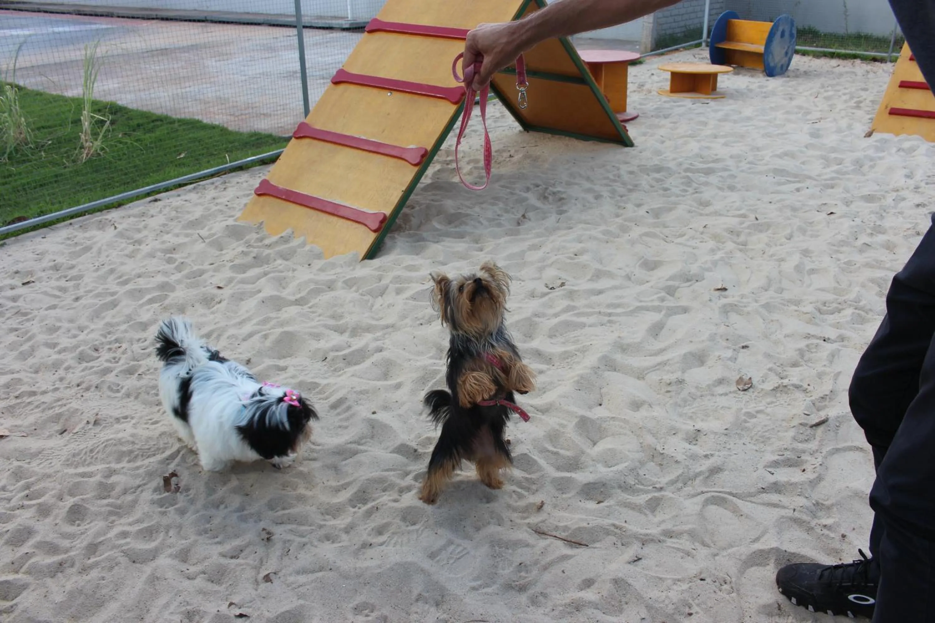 Pets in ibis Styles Rio Preto Monte Libano