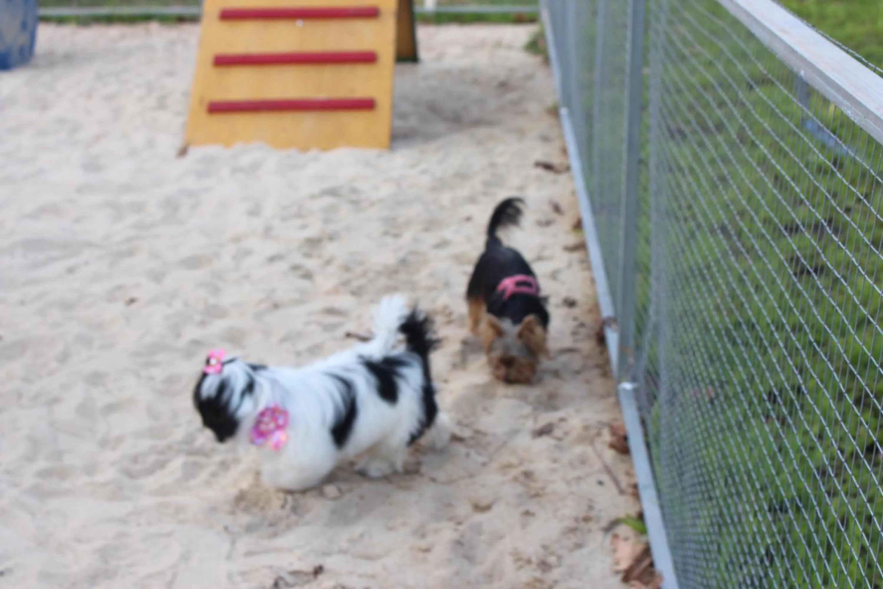 Pets in ibis Styles Rio Preto Monte Libano