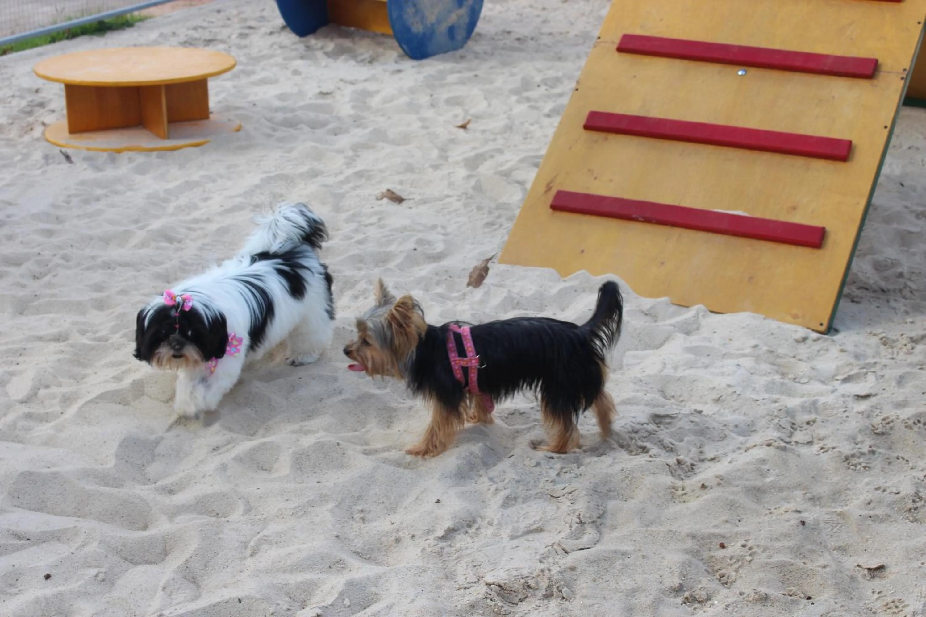 Pets in ibis Styles Rio Preto Monte Libano