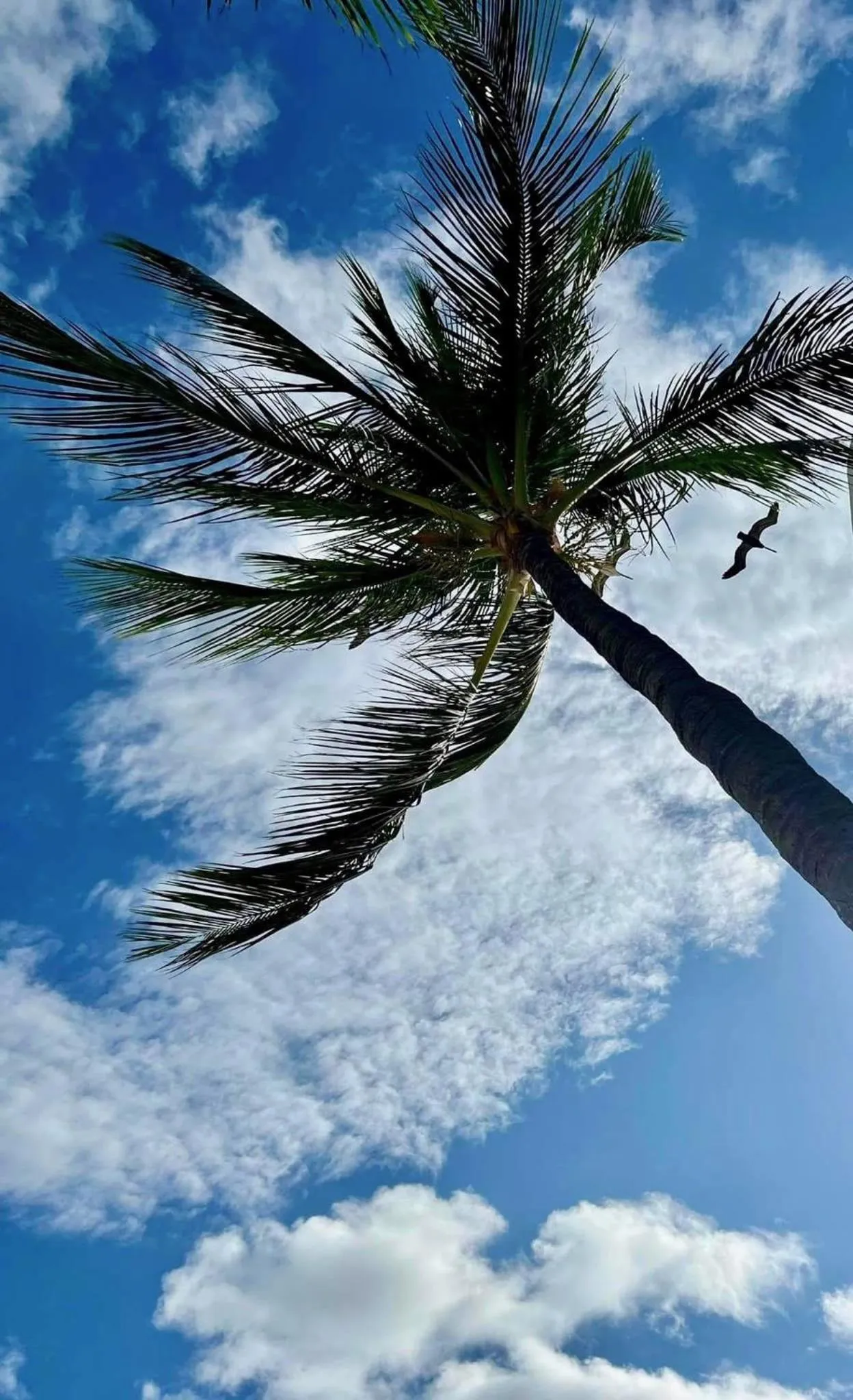 Windjammer Resort and Beach Club