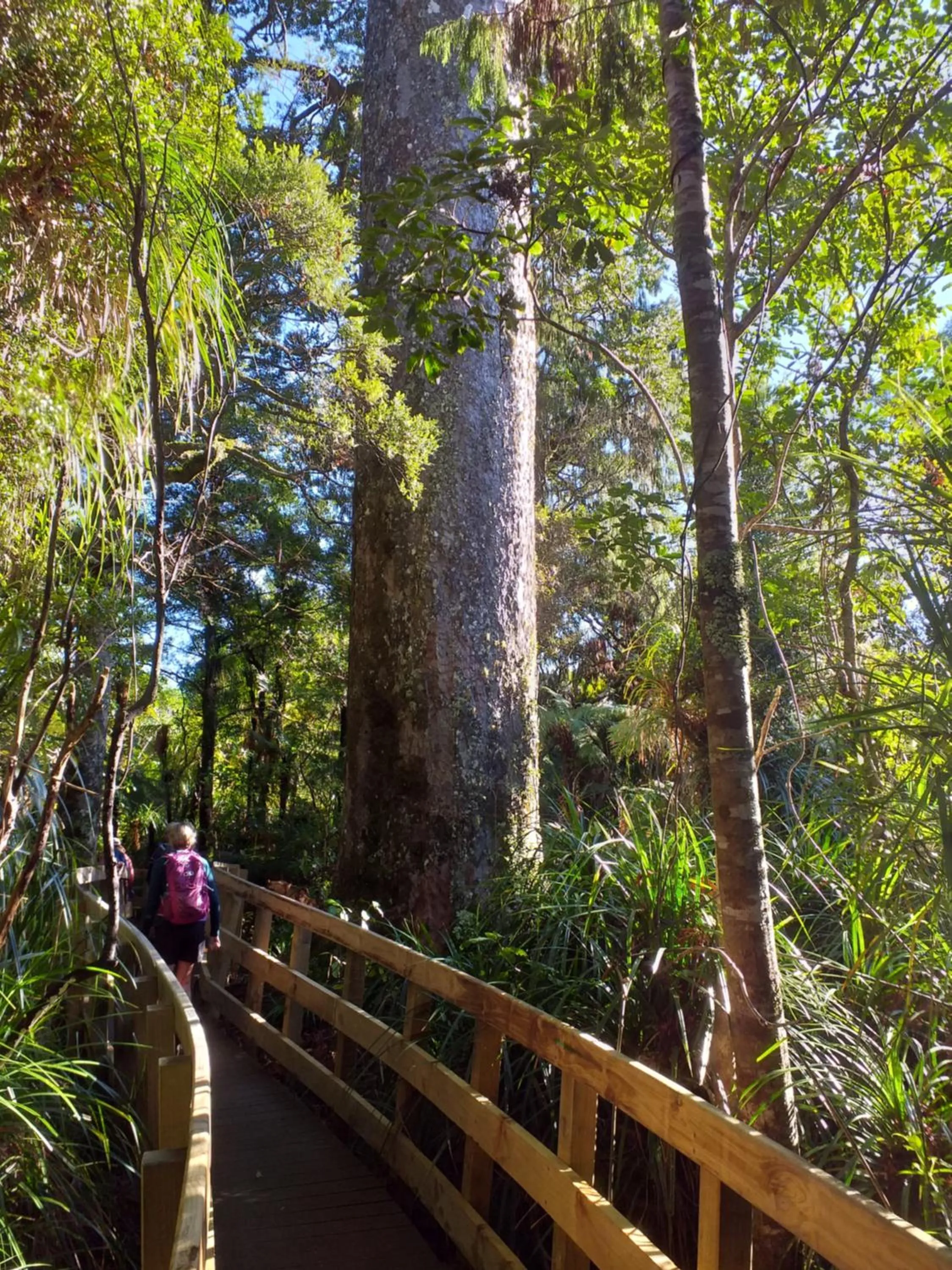 Natural landscape in Waitakere Resort & Spa