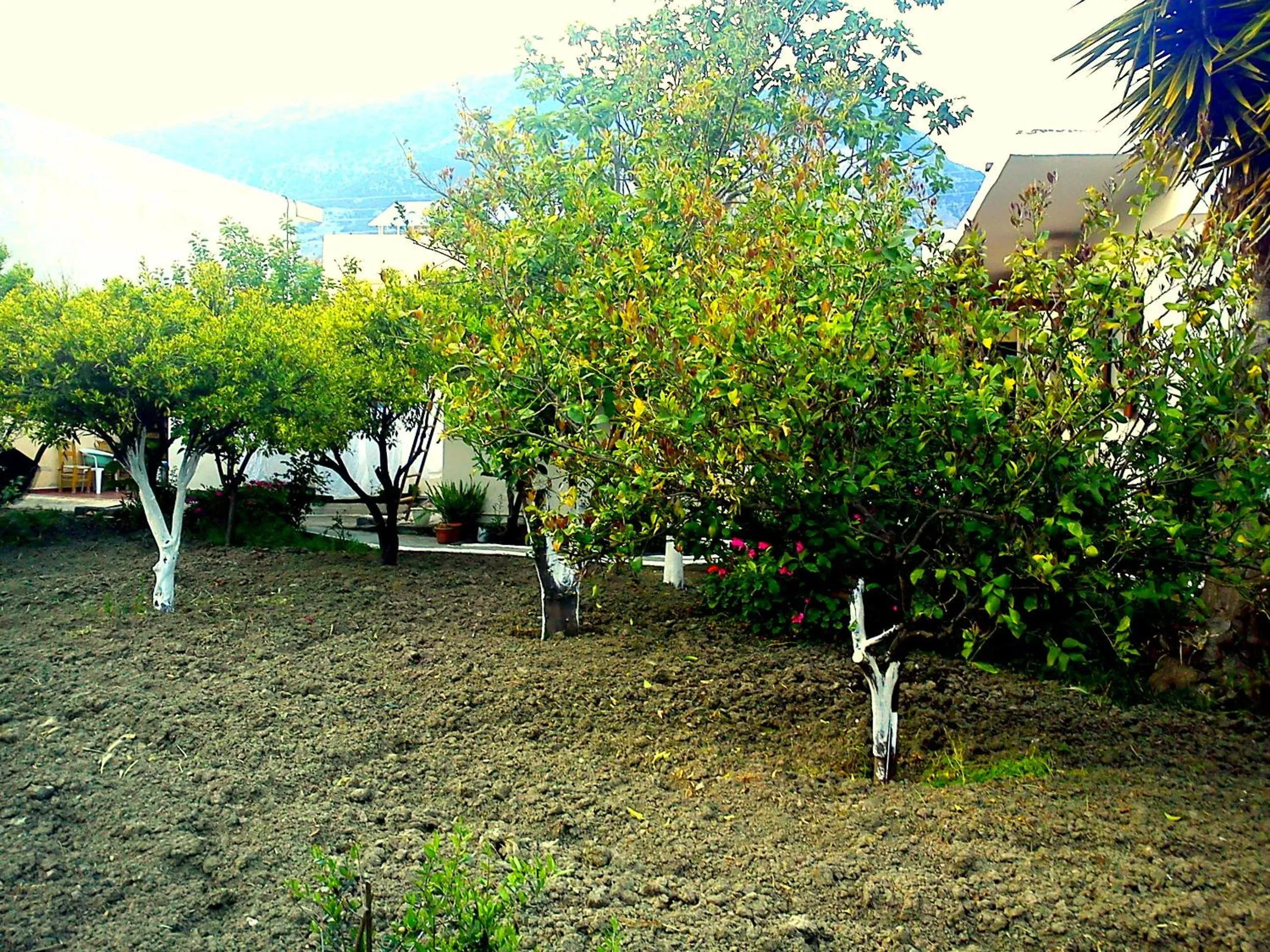 Garden in Hariklia Rent Rooms