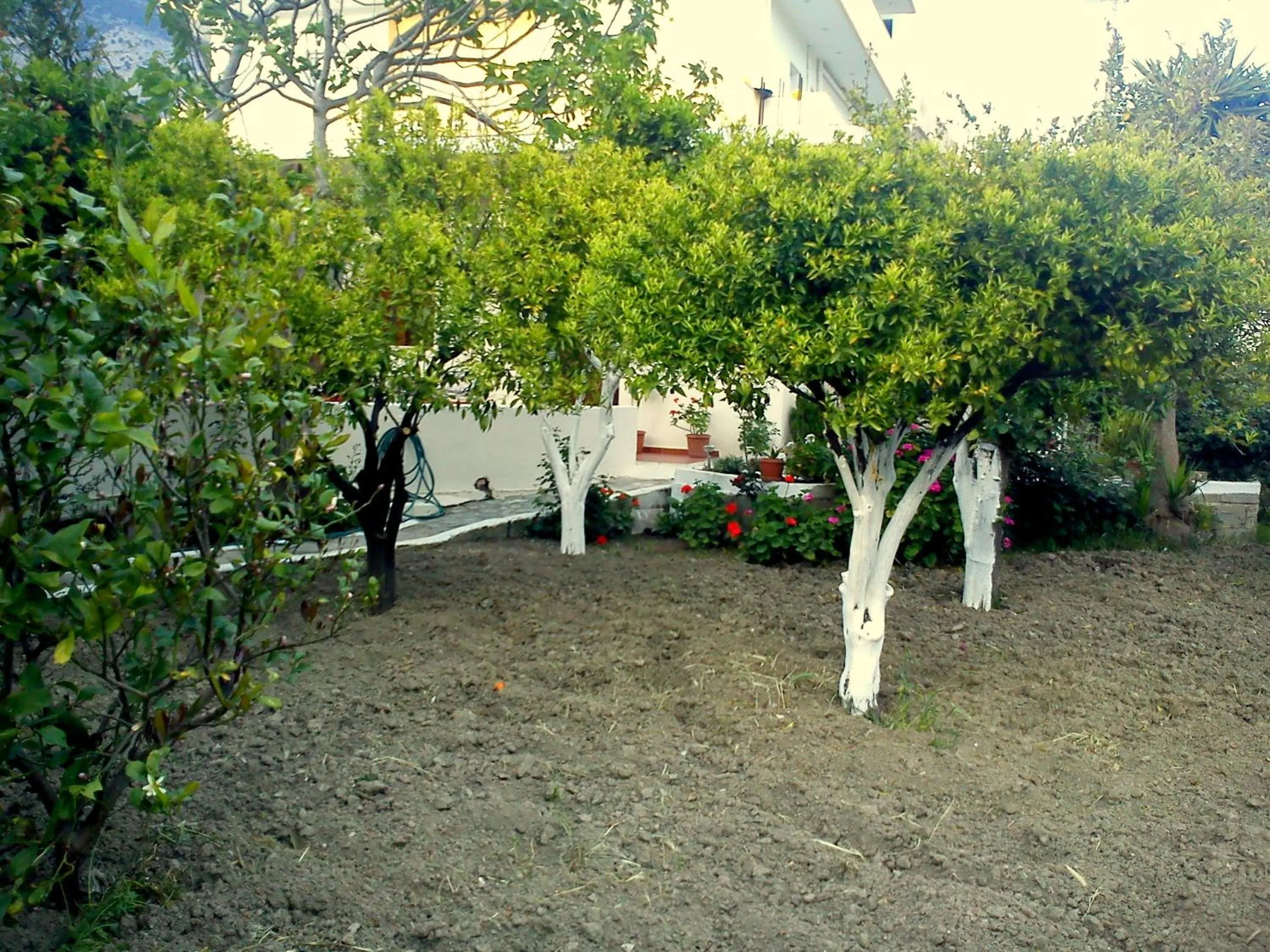 Garden in Hariklia Rent Rooms