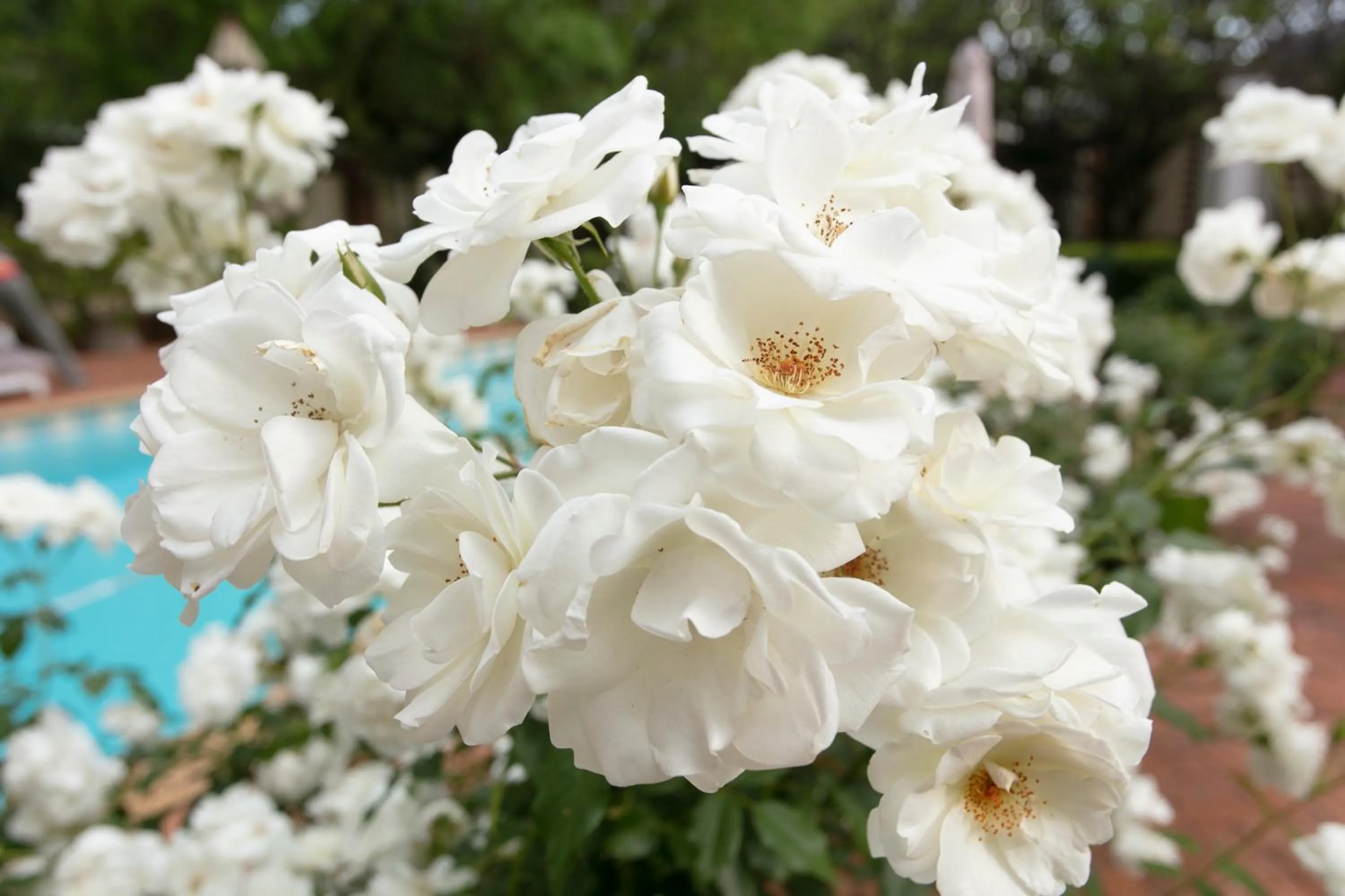 Garden in Brooklyn Manor