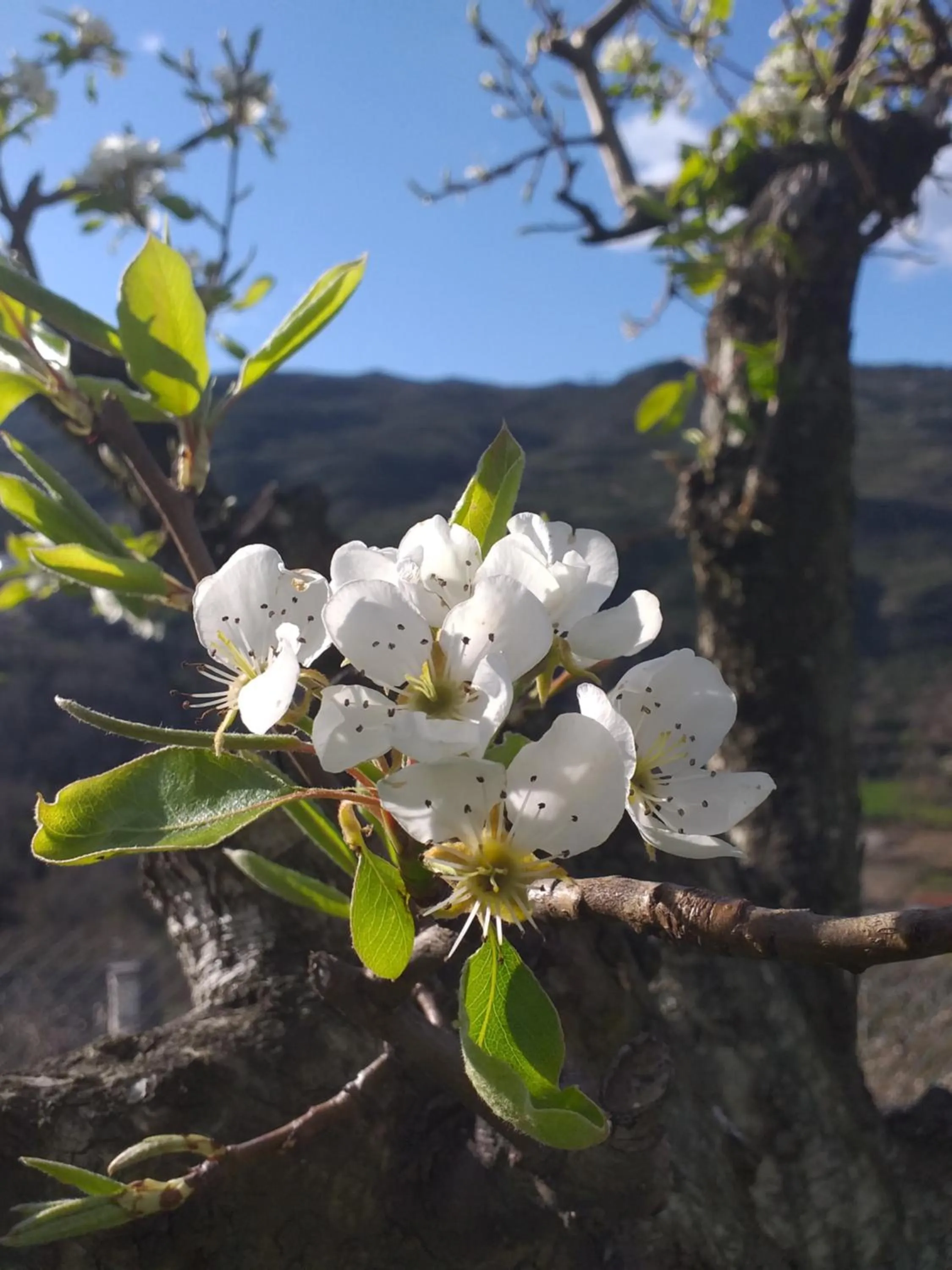 Garden view in Quinta da Timpeira