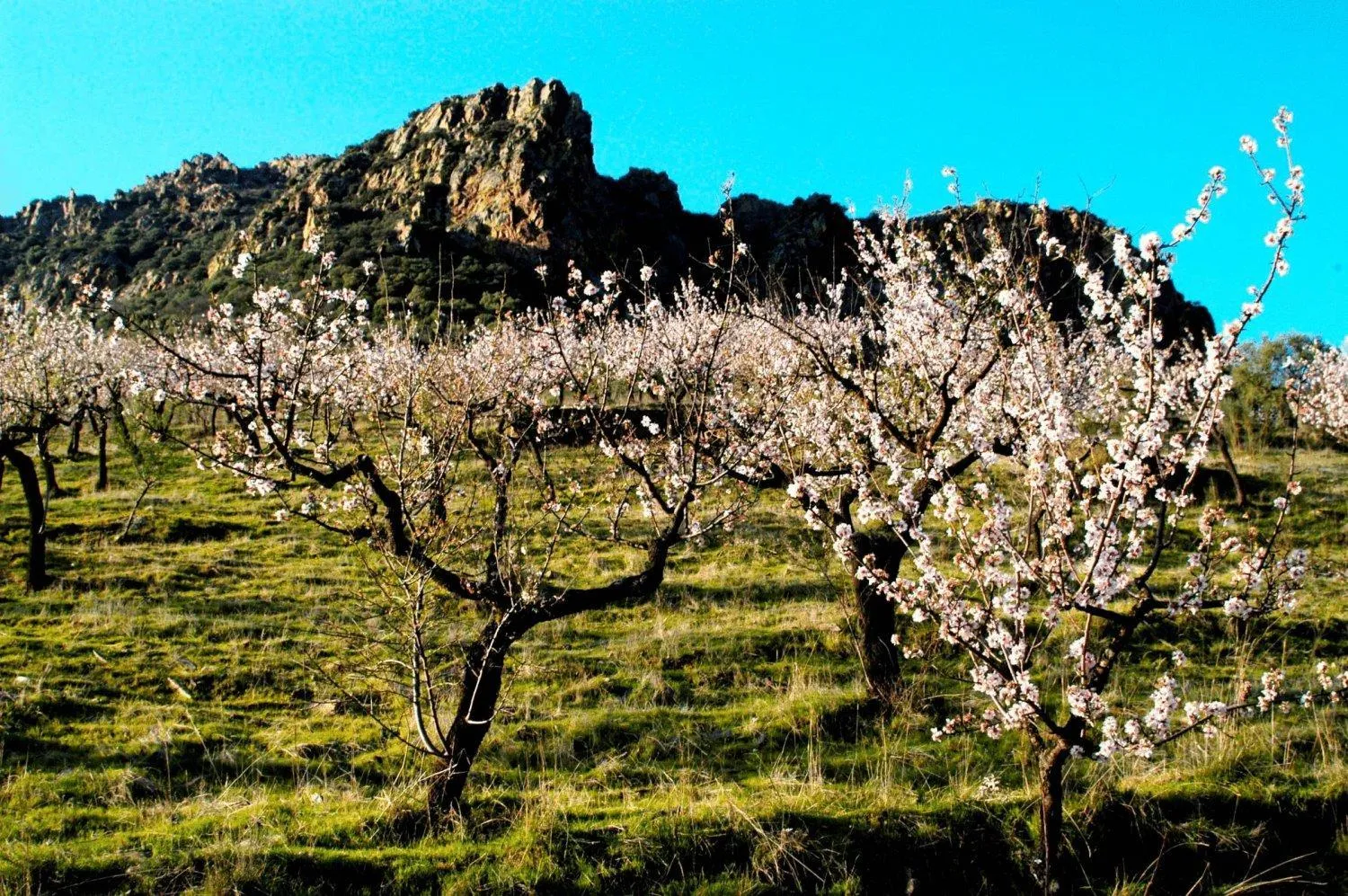 Spring in Casa da Cisterna