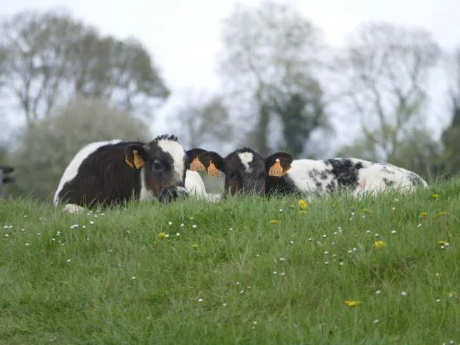 Neighbourhood, Other Animals in Spacious Apartment near Town Center in Mesch