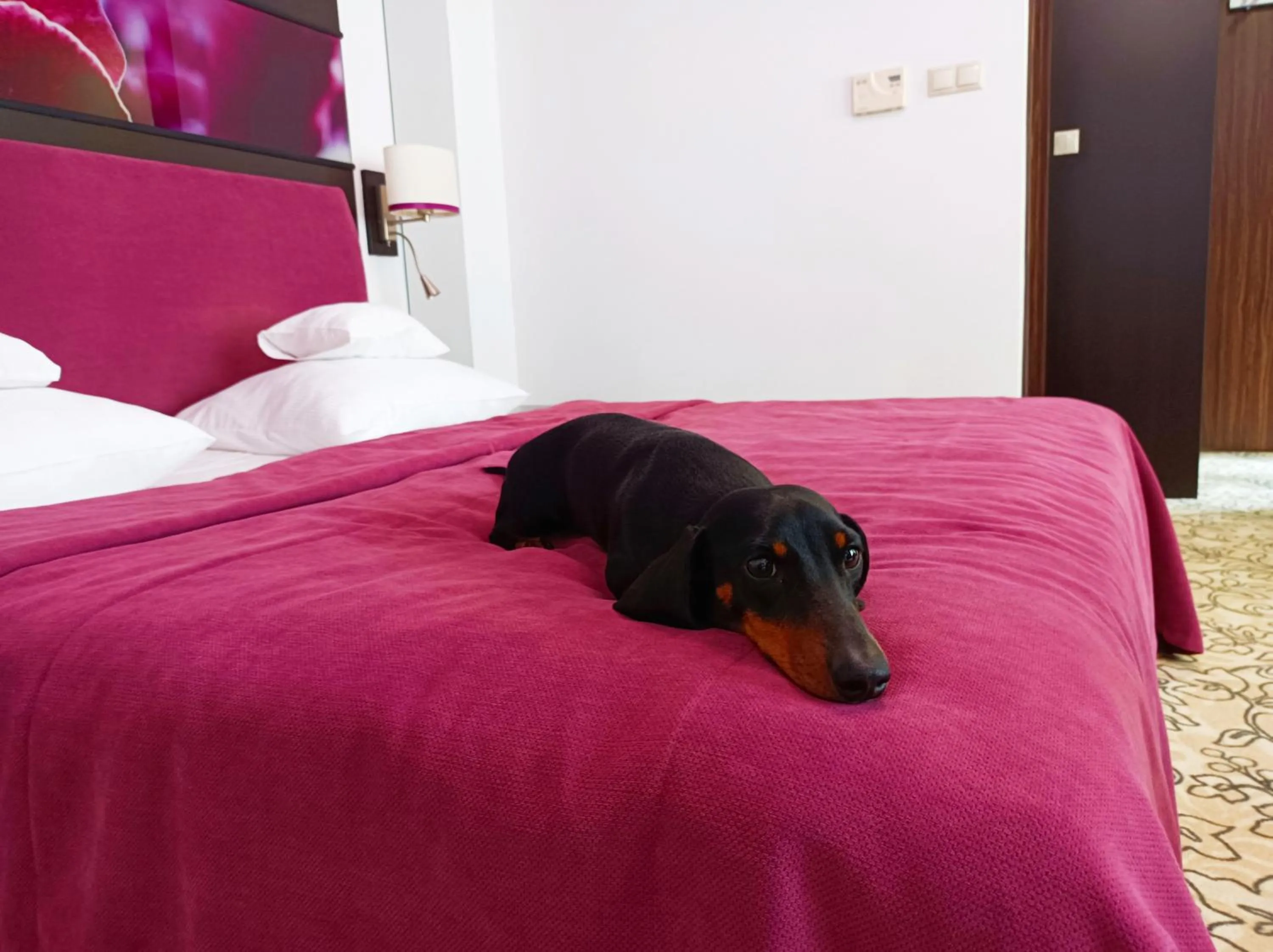 Pets, Bed in Corso Boutique Hotel