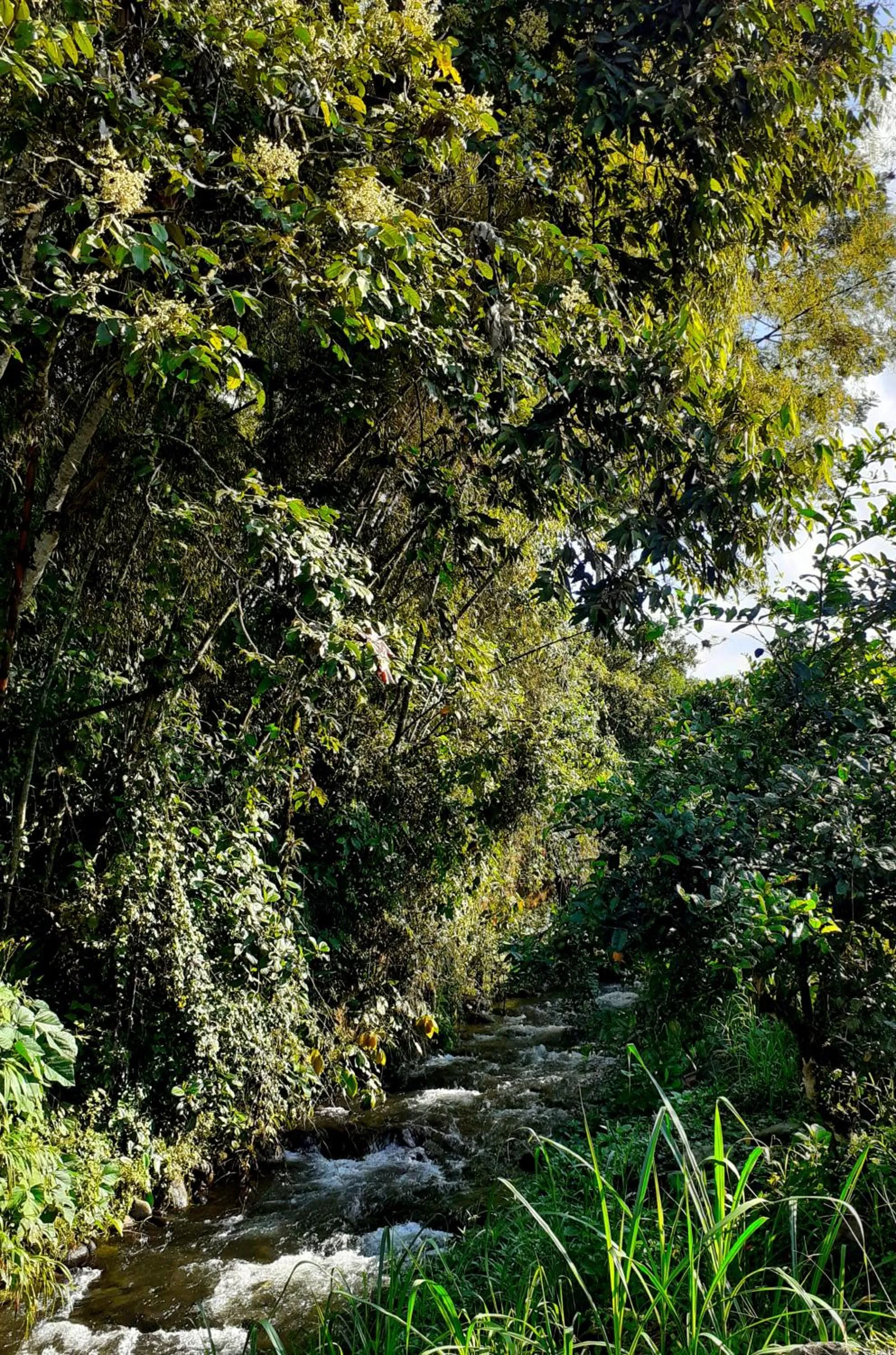 Natural landscape in CasKaffeSu Hotel and Restaurant Mindo