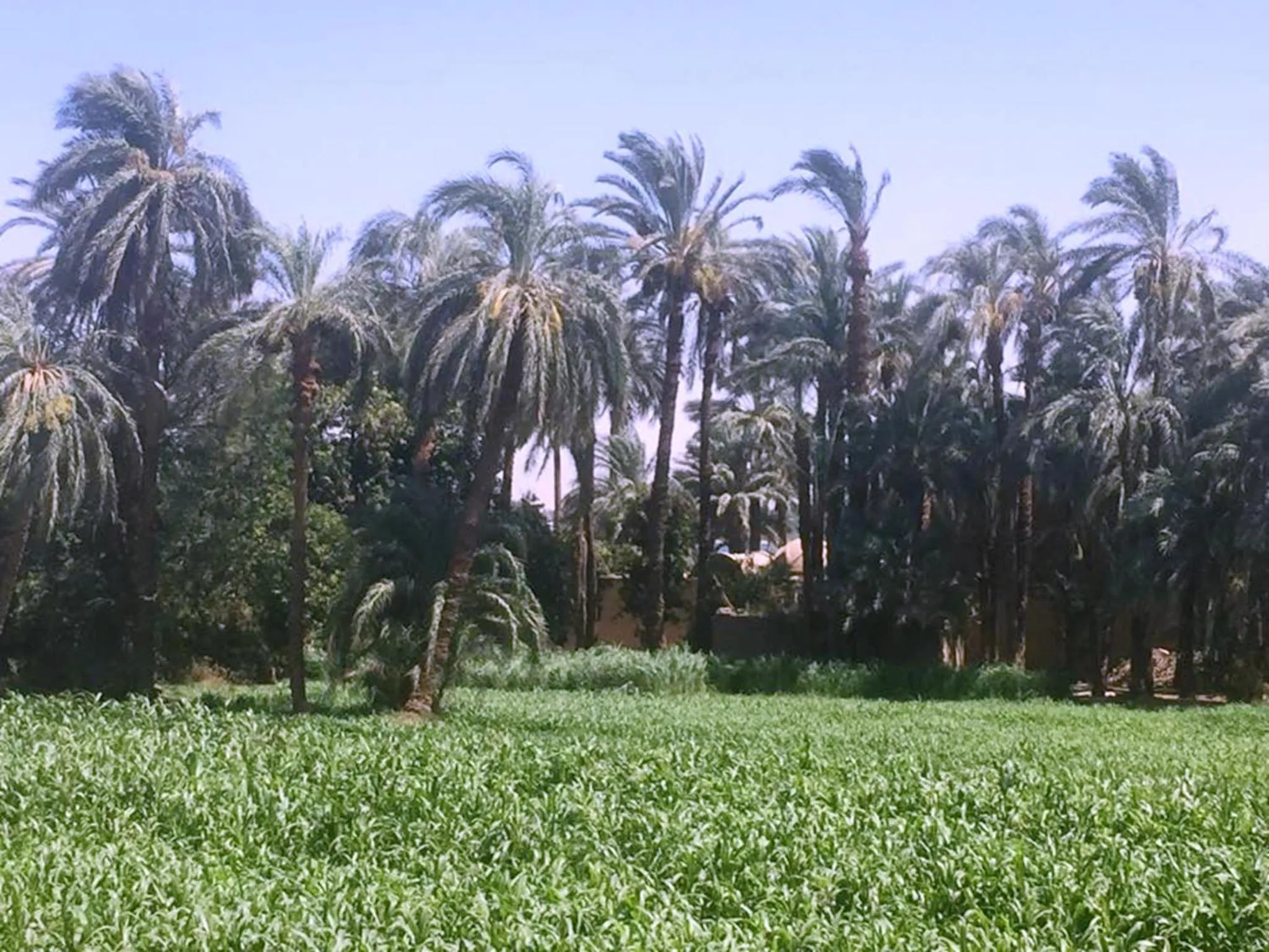 Natural landscape in Jewel Howard Carter Hotel