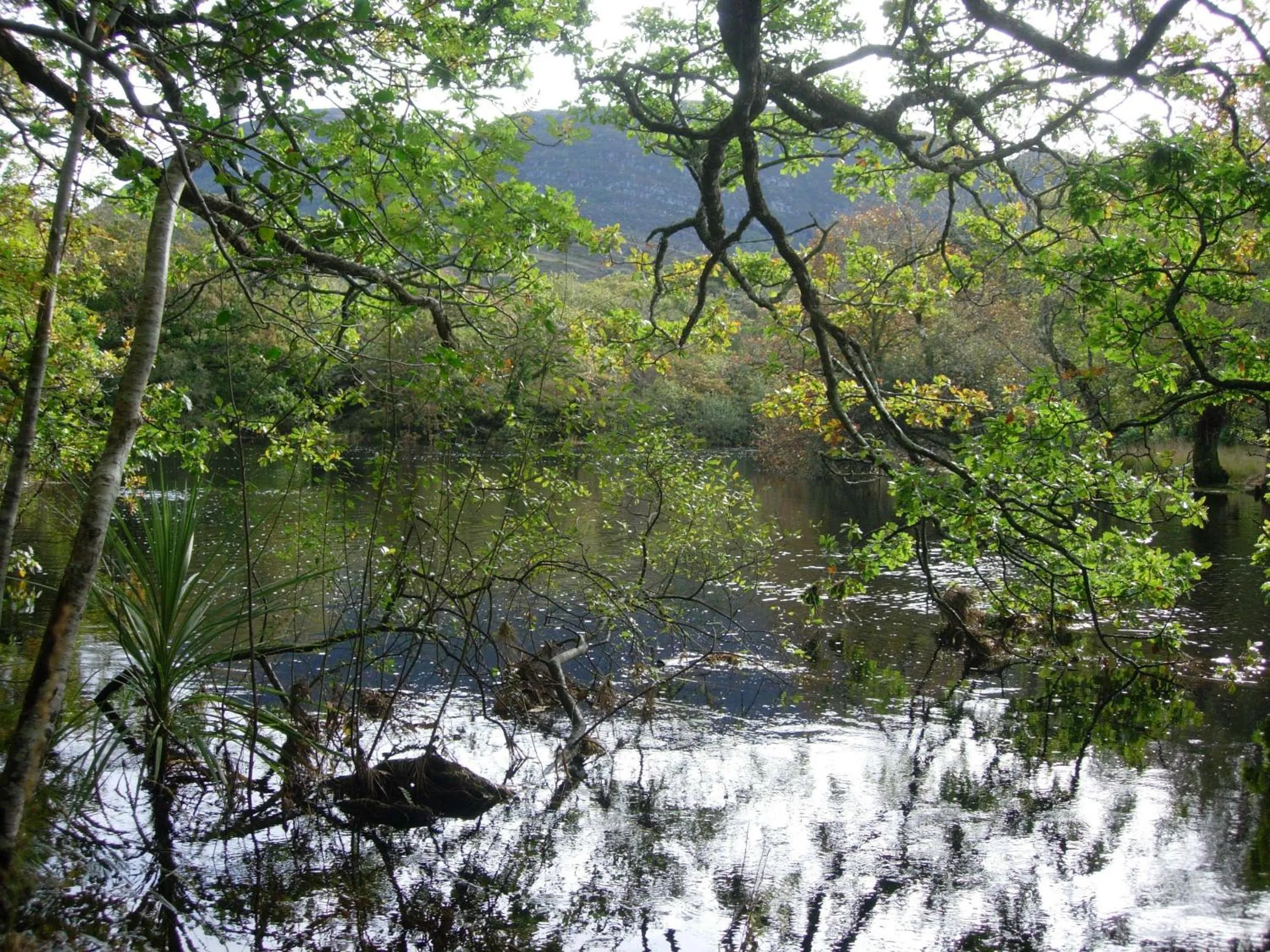 Natural landscape in Redwood
