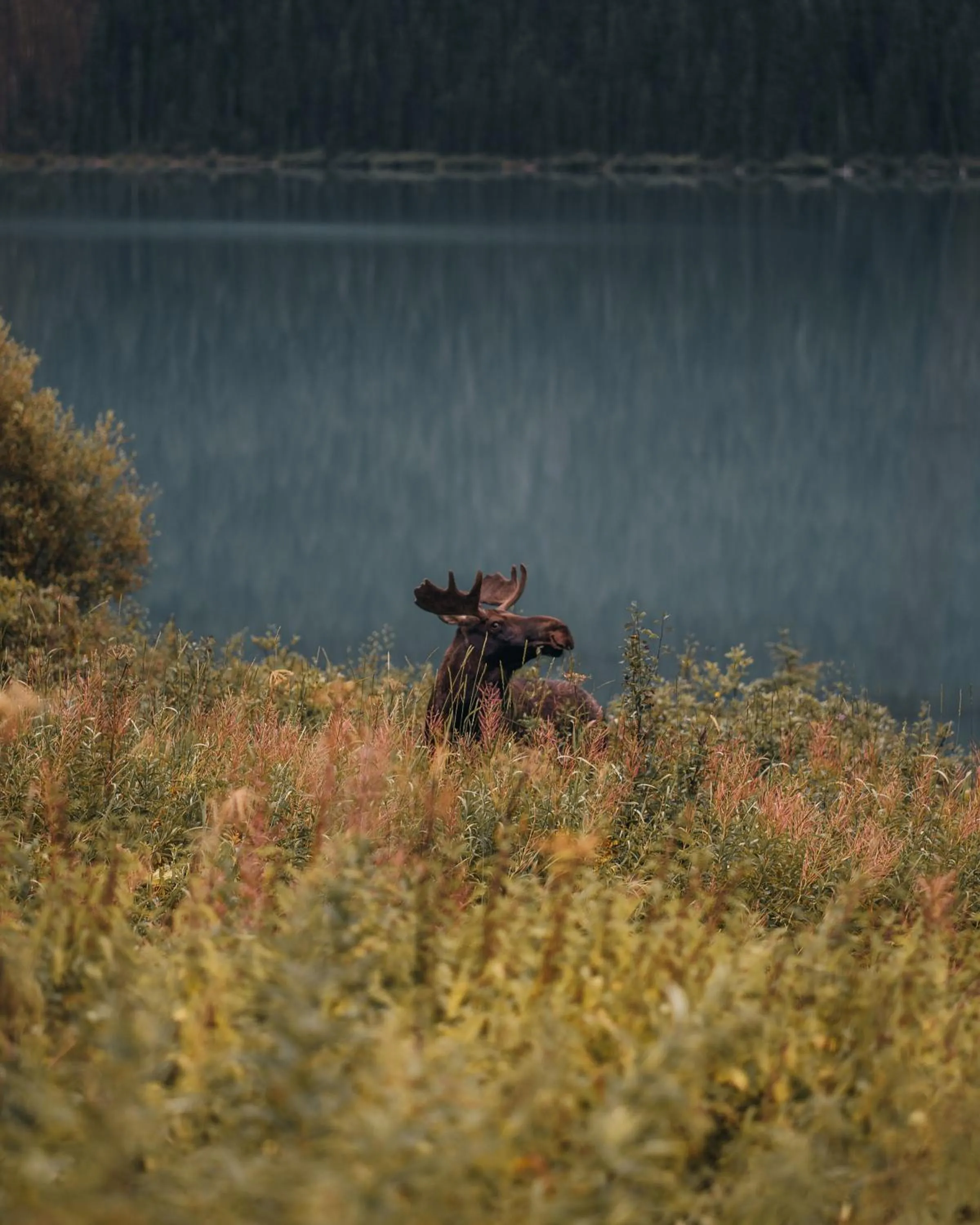 Natural landscape in Emerald Lake Lodge