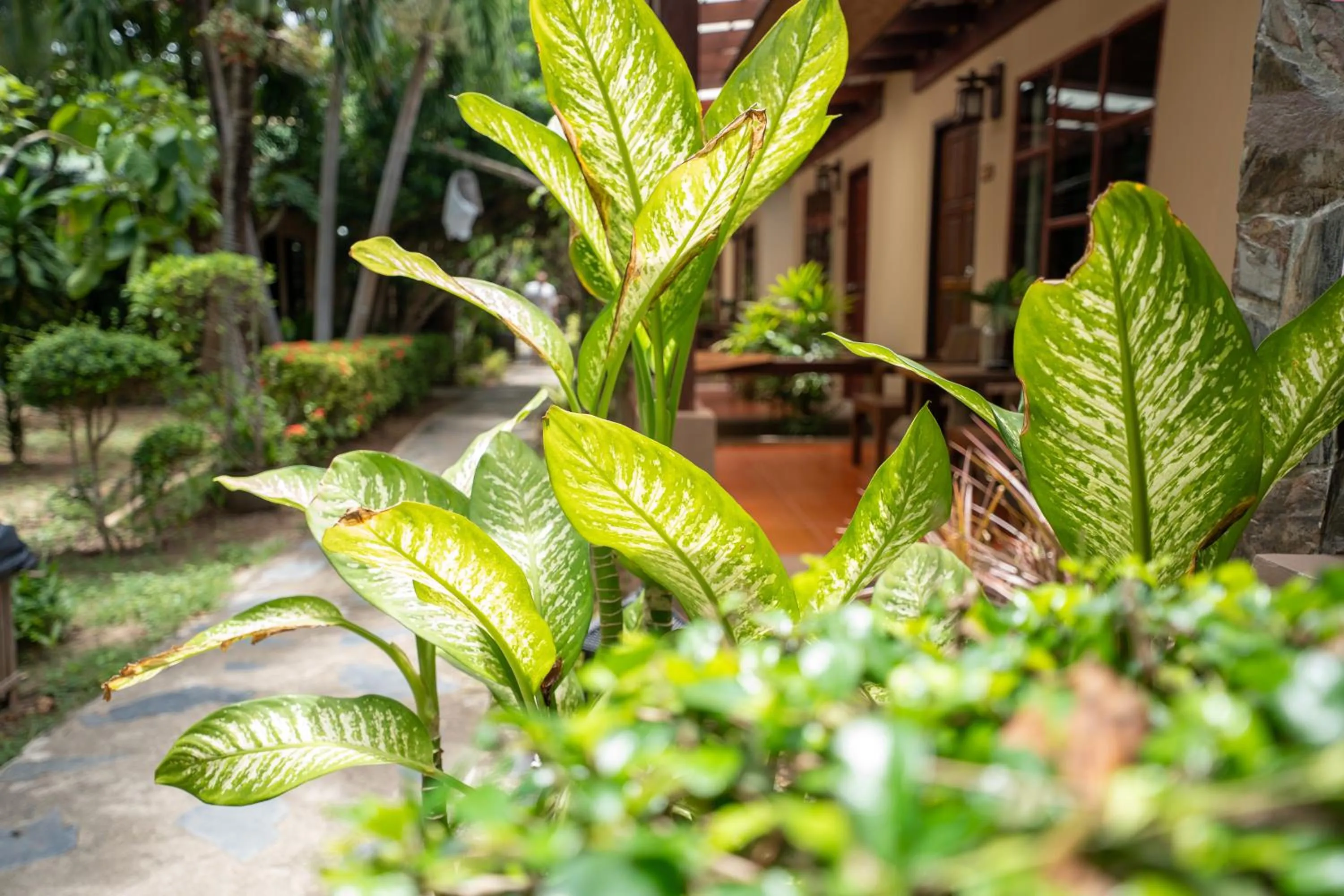 Garden view in Lanta Riviera Beach Resort