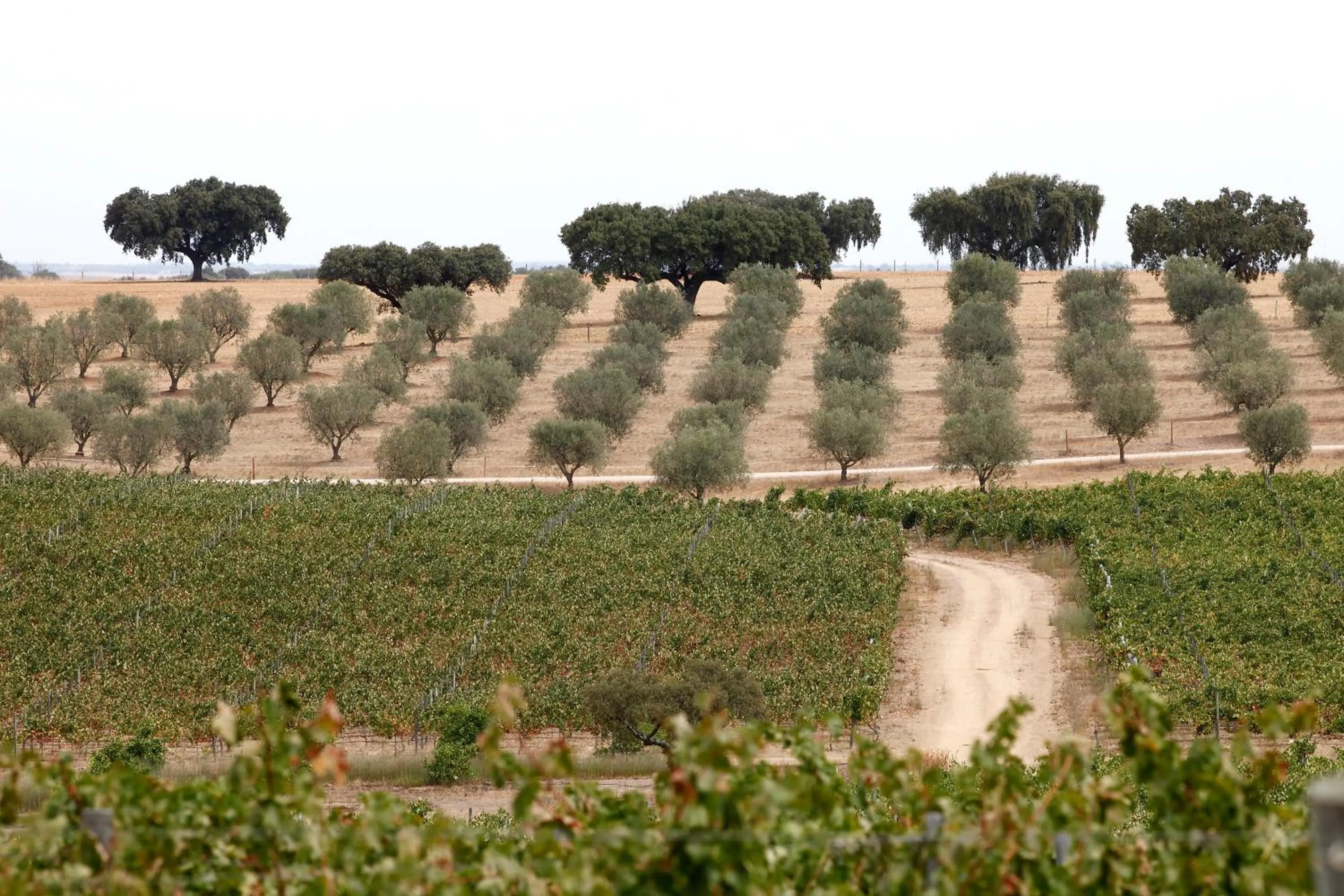 View (from property/room) in Herdade da Malhadinha Nova - Relais & Châteaux