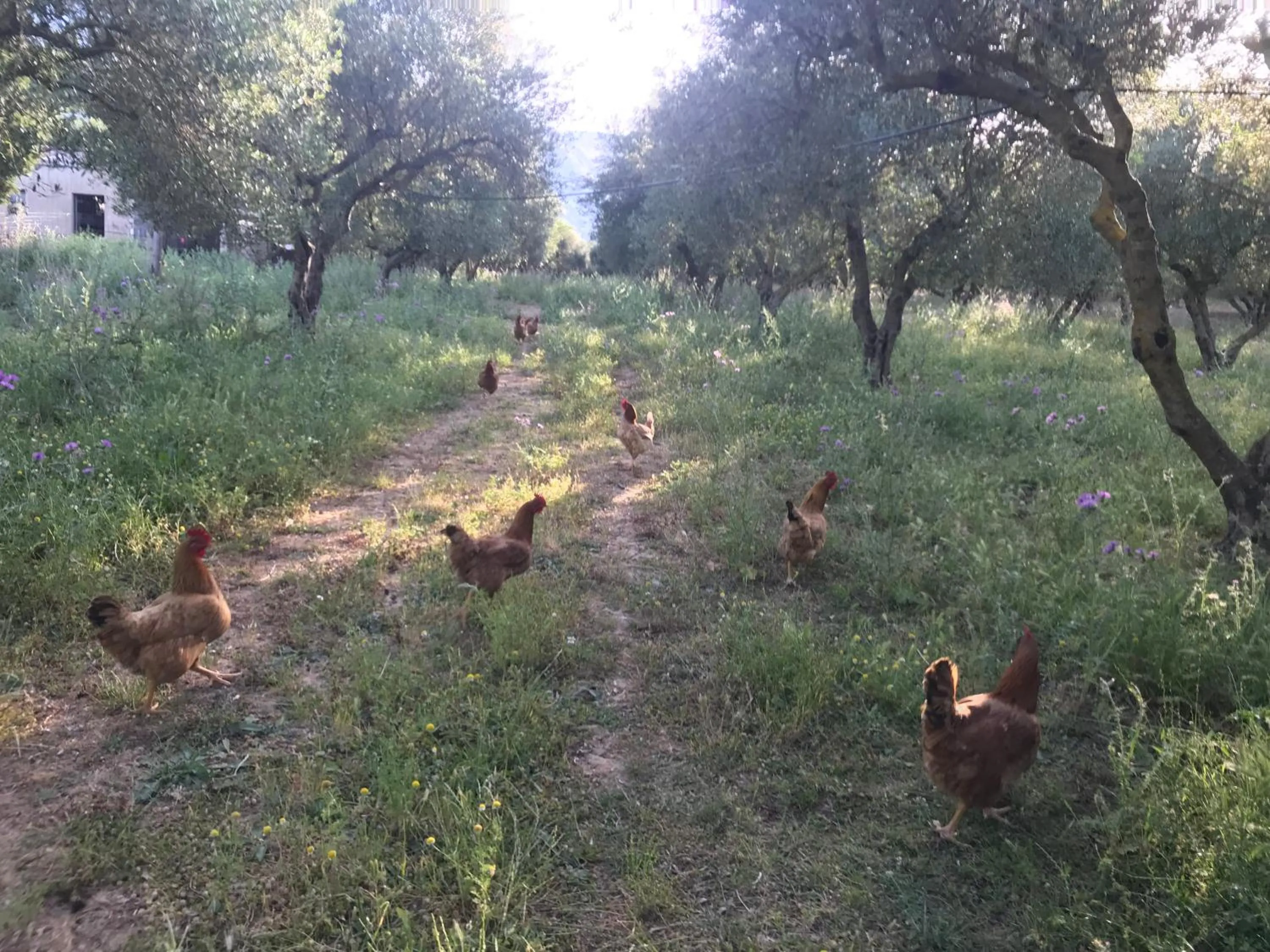 Garden in Vardis Olive Garden