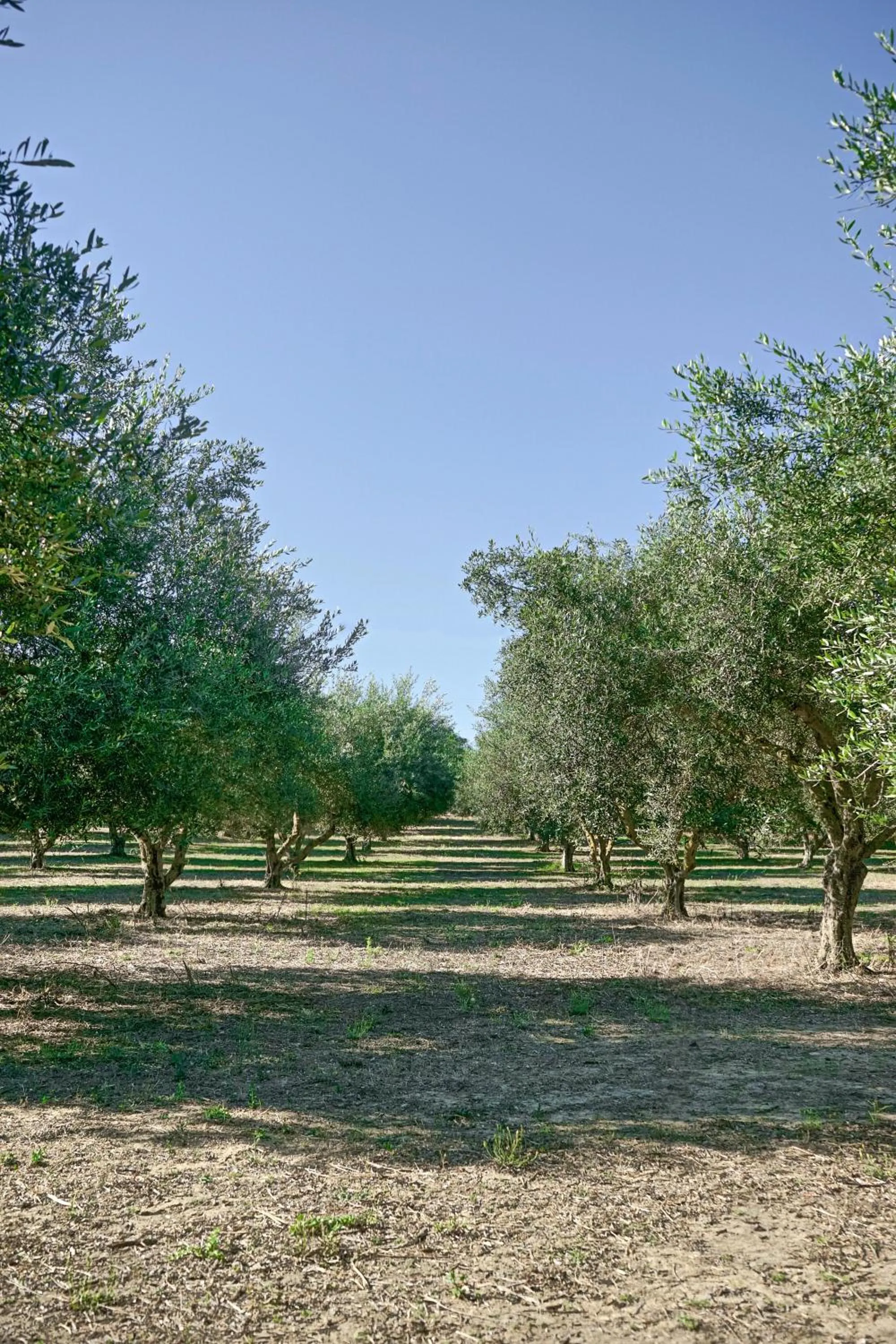 Garden in Vardis Olive Garden