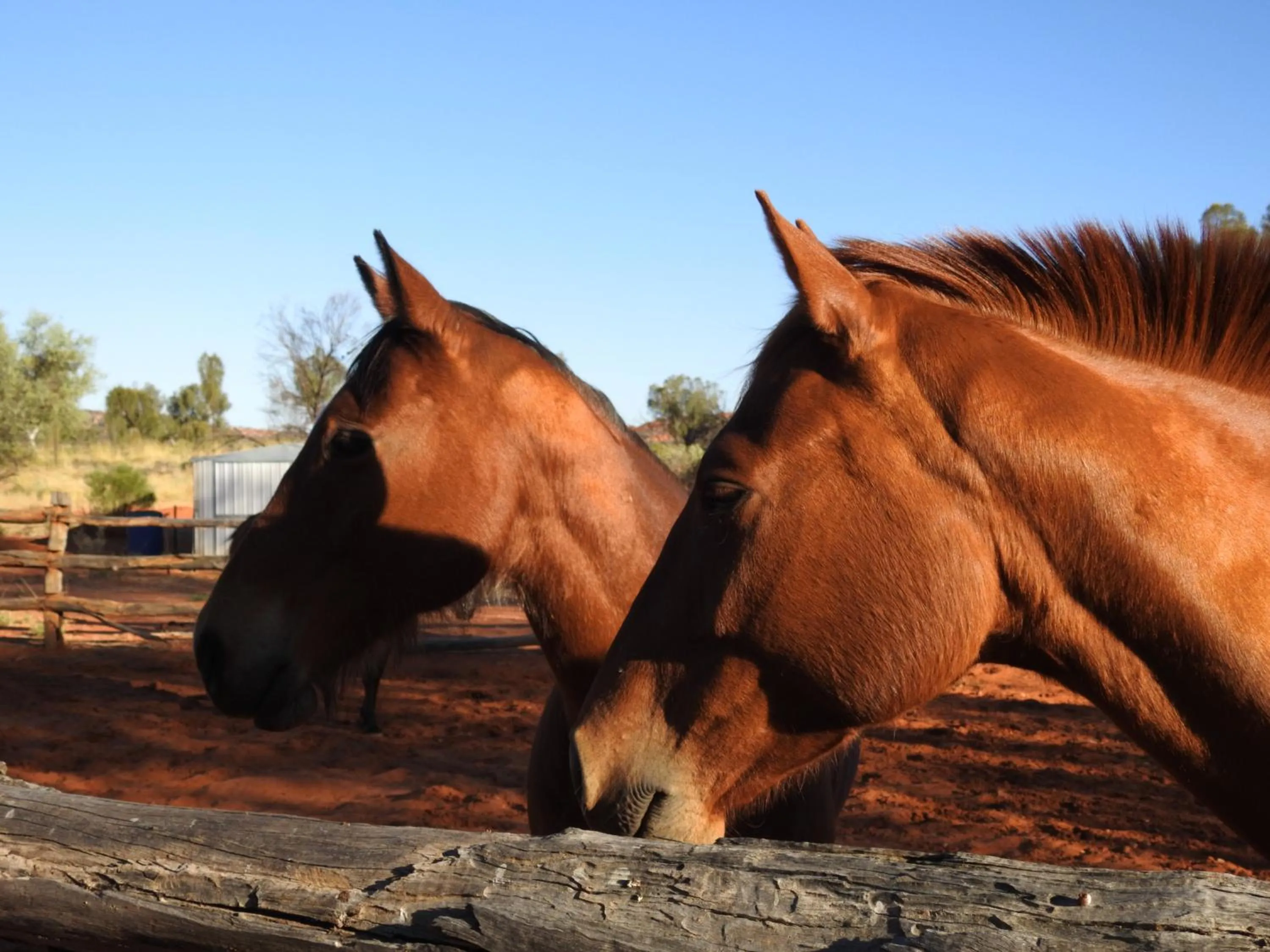 Animals in Ooraminna Homestead