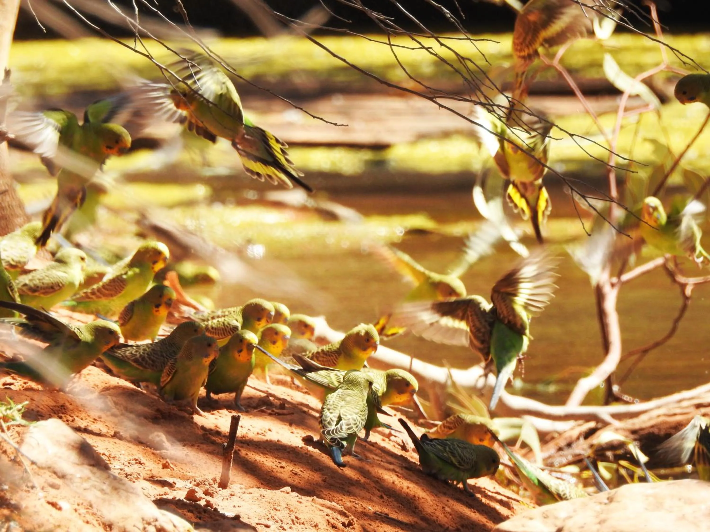 Garden in Ooraminna Homestead