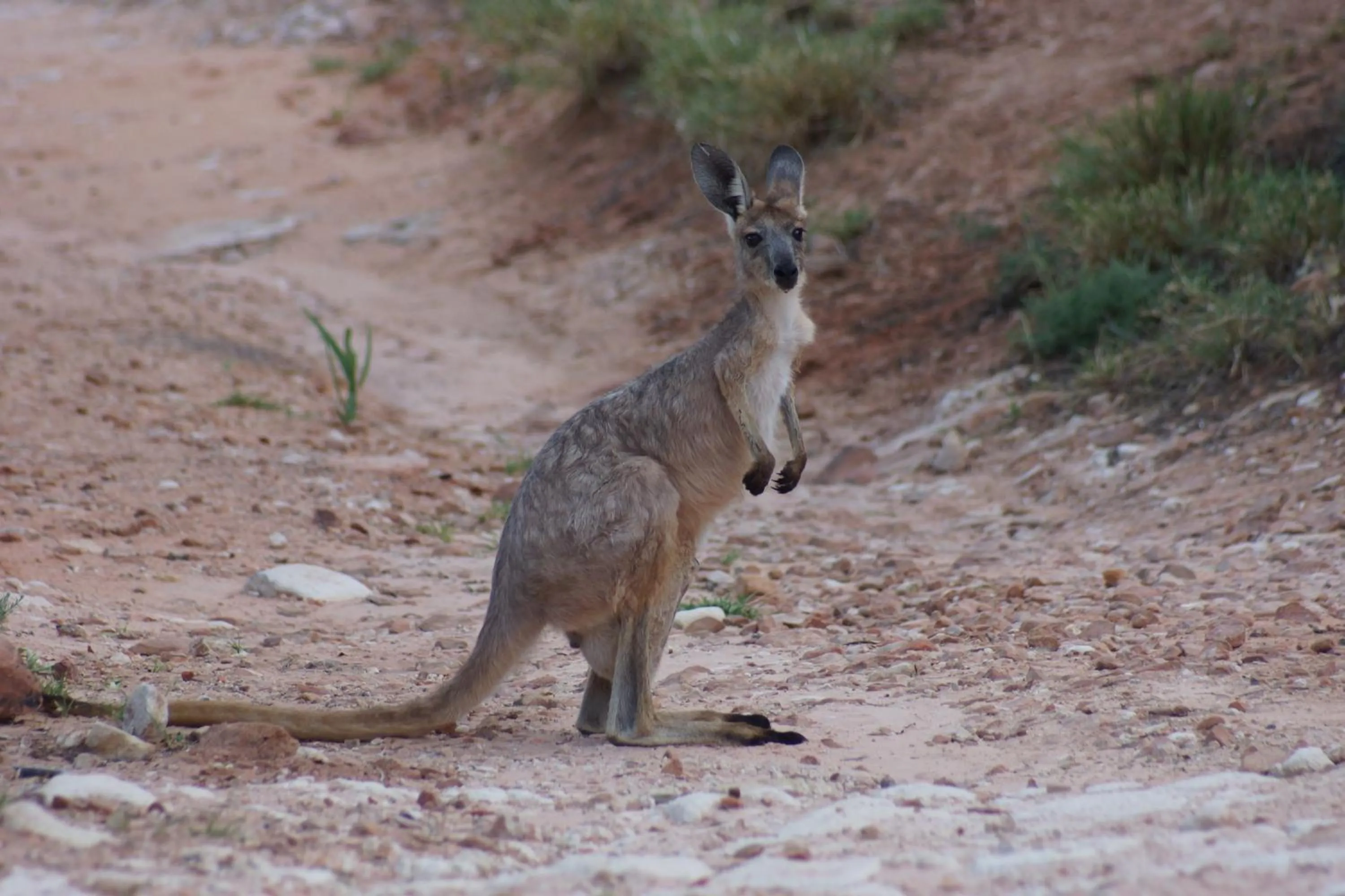 Animals in Ooraminna Homestead