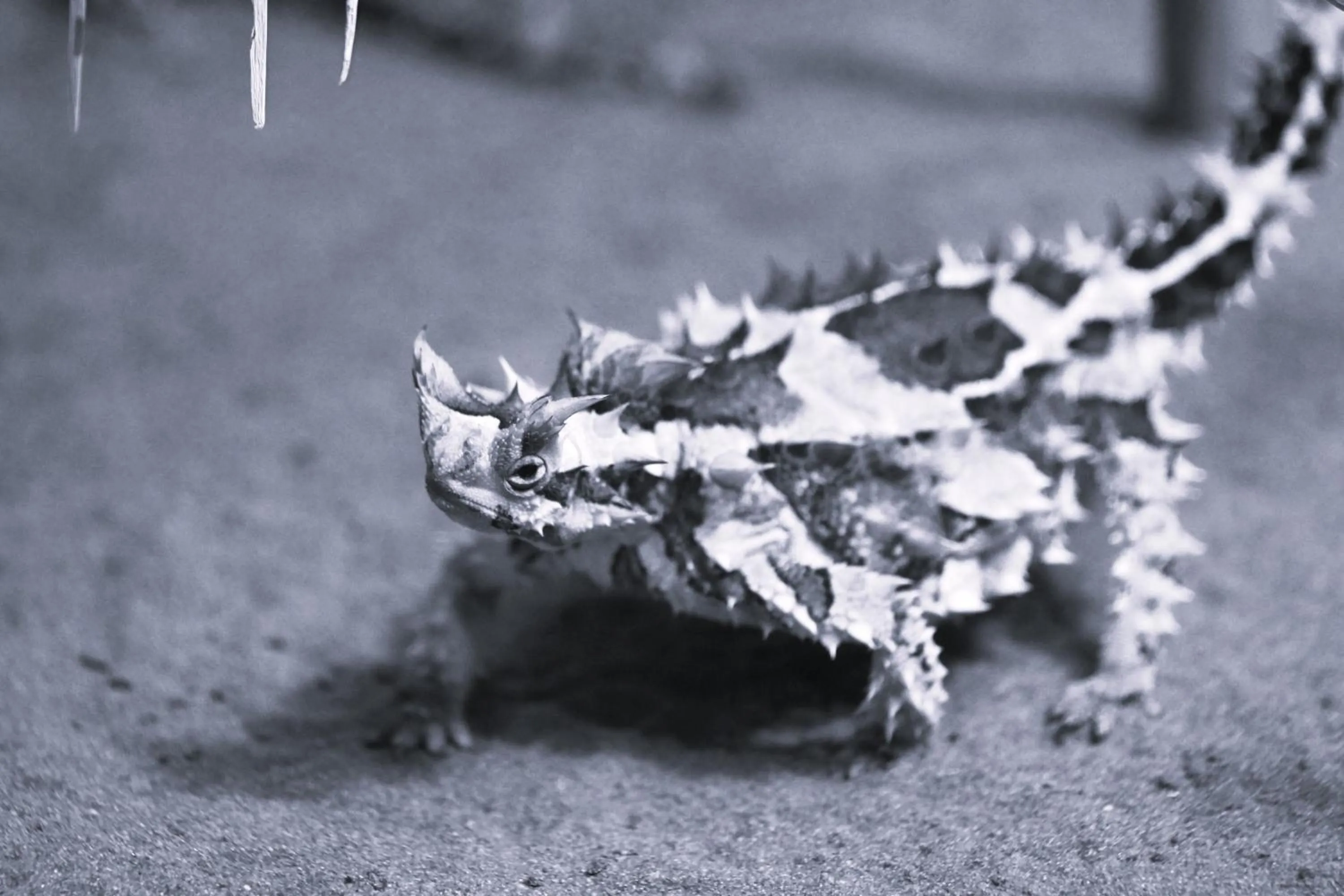 Garden in Ooraminna Homestead