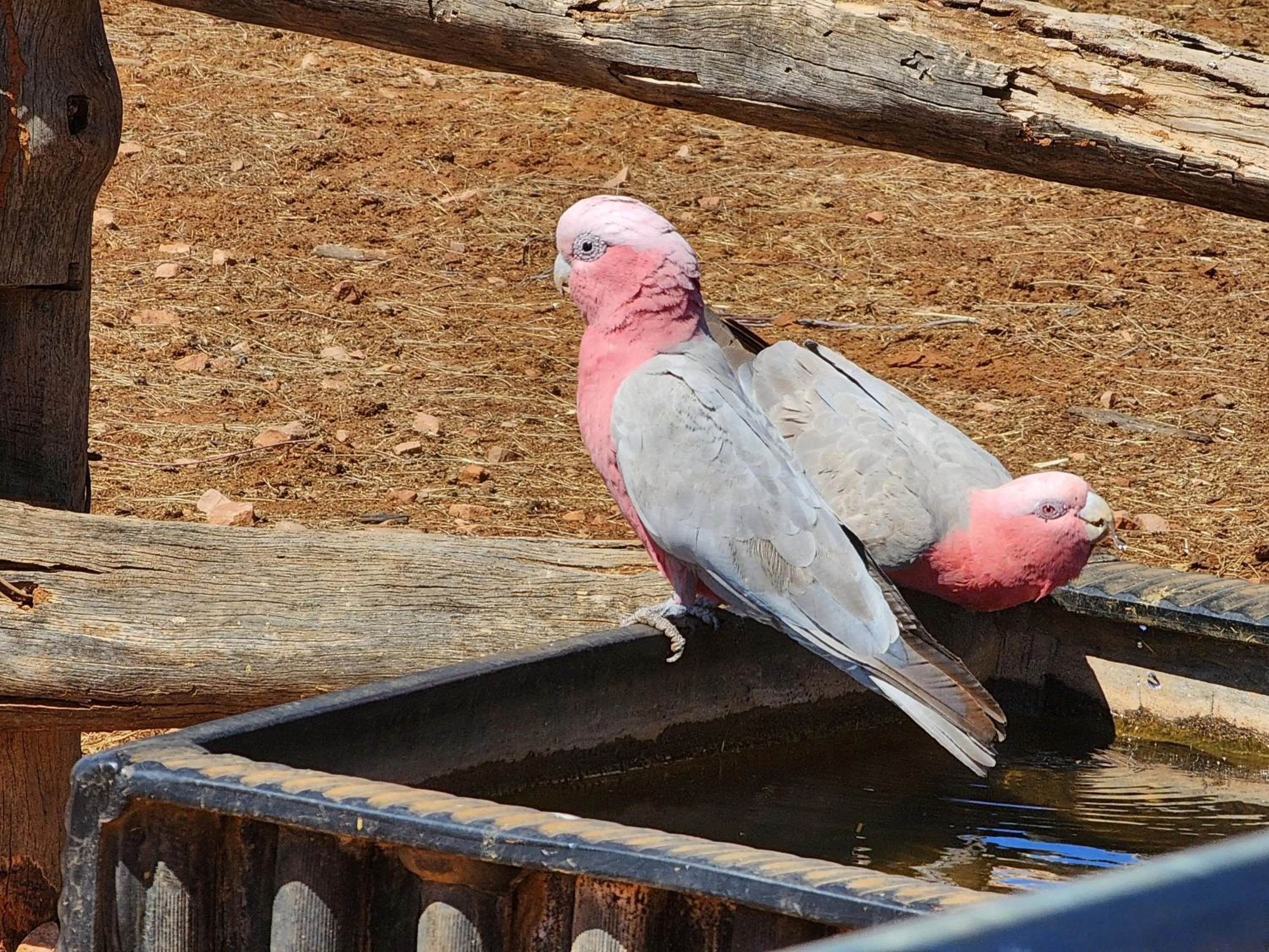 Animals in Ooraminna Homestead
