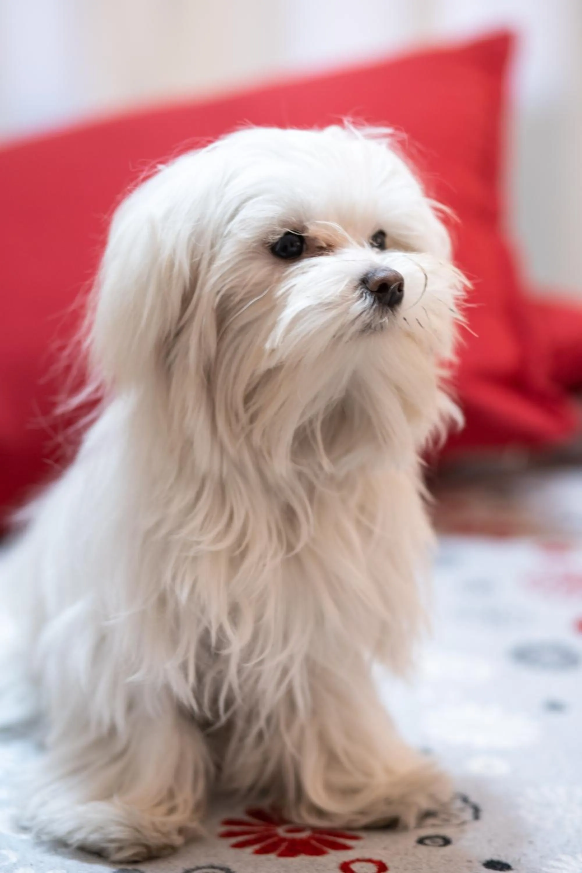 Pets in Santamaria Inn