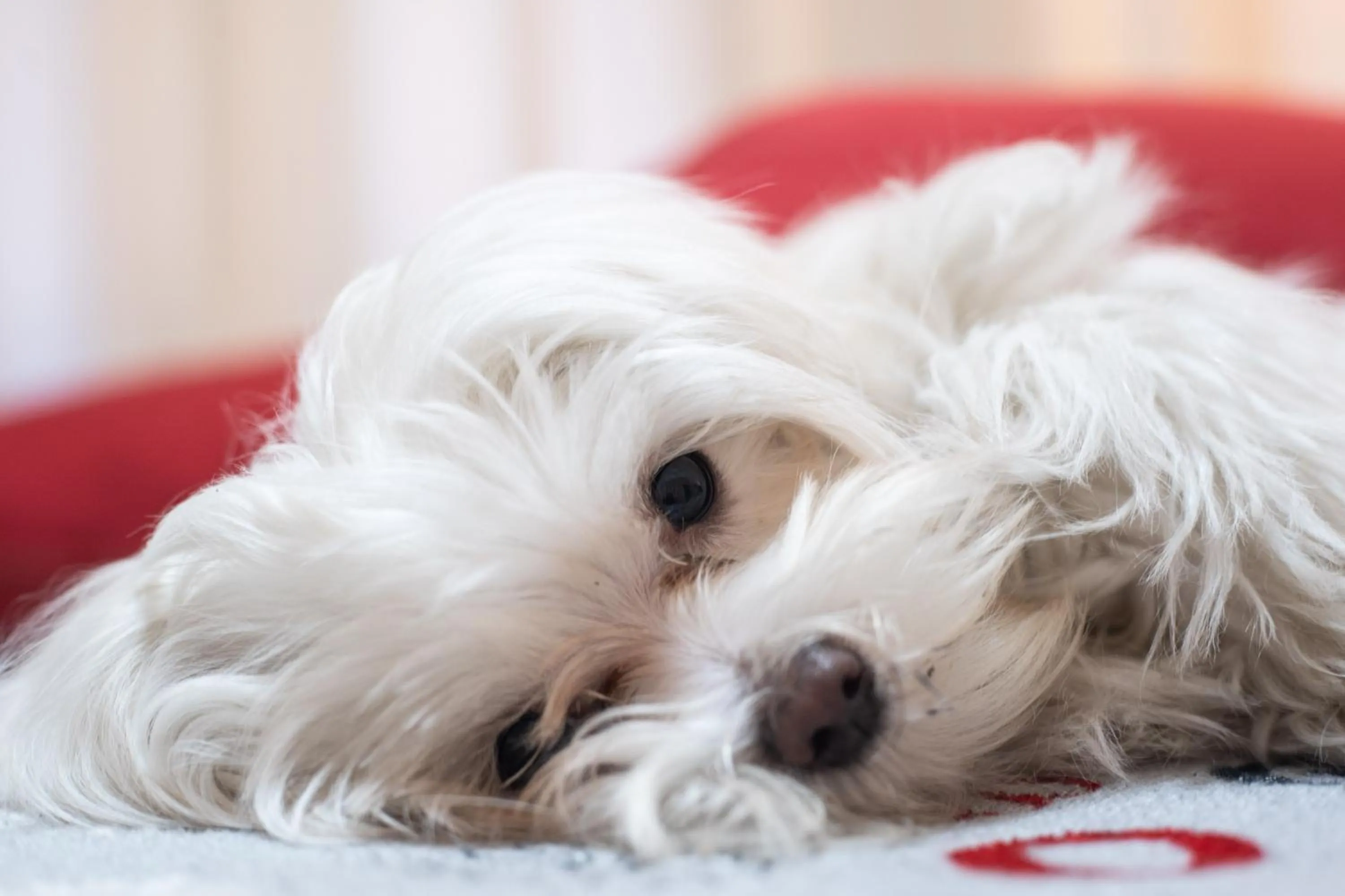 Pets in Santamaria Inn