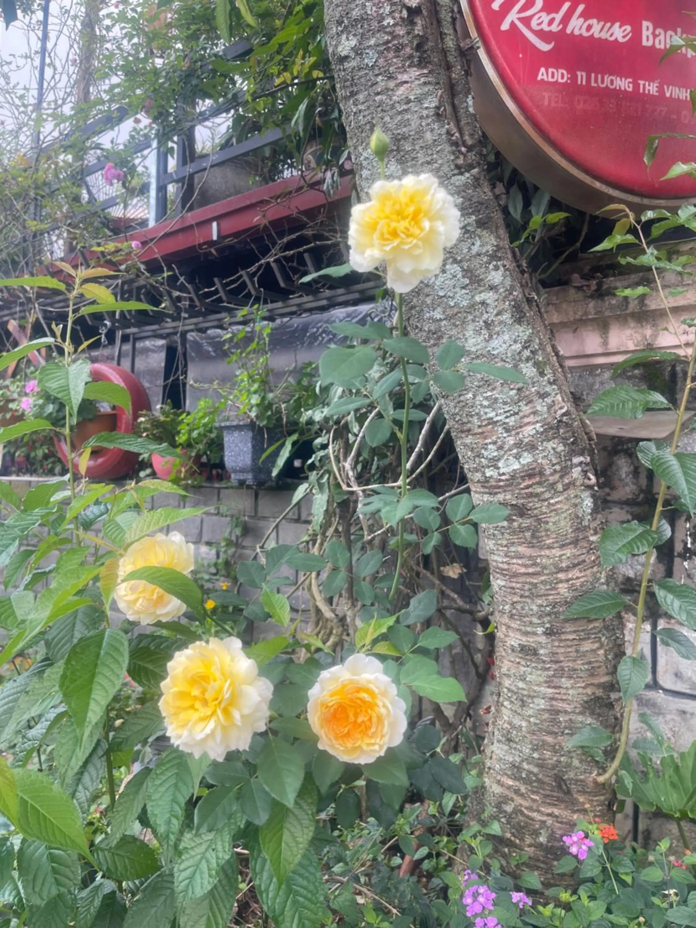 Redhouse Dalat Hotel